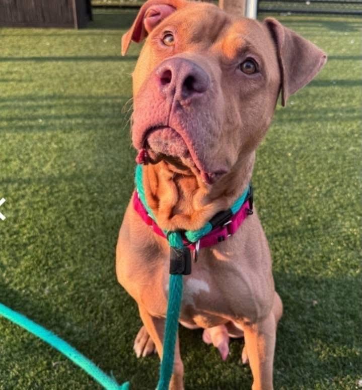 Enlarge Torres, a Adoptable mixed breed in Newfoundland, NJ image 1/3