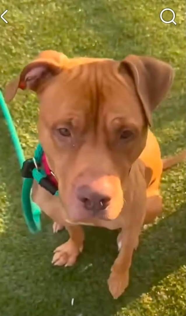 Enlarge Torres, a Adoptable mixed breed in Newfoundland, NJ image 3/3