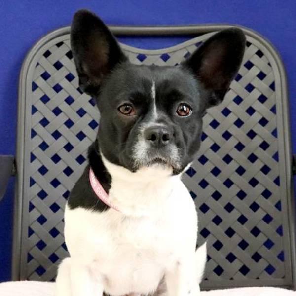 Pretty, Adoptable, Adult Female Boston Terrier.