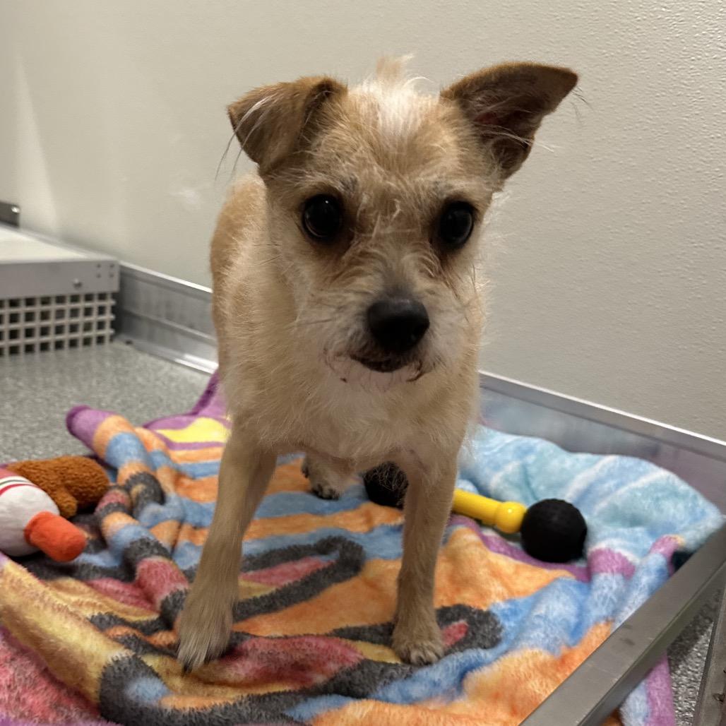 Dale, Adoptable, Adult Male Mixed Breed.