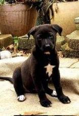 Hoover 43192, Adoptable, Puppy Female Shepherd.