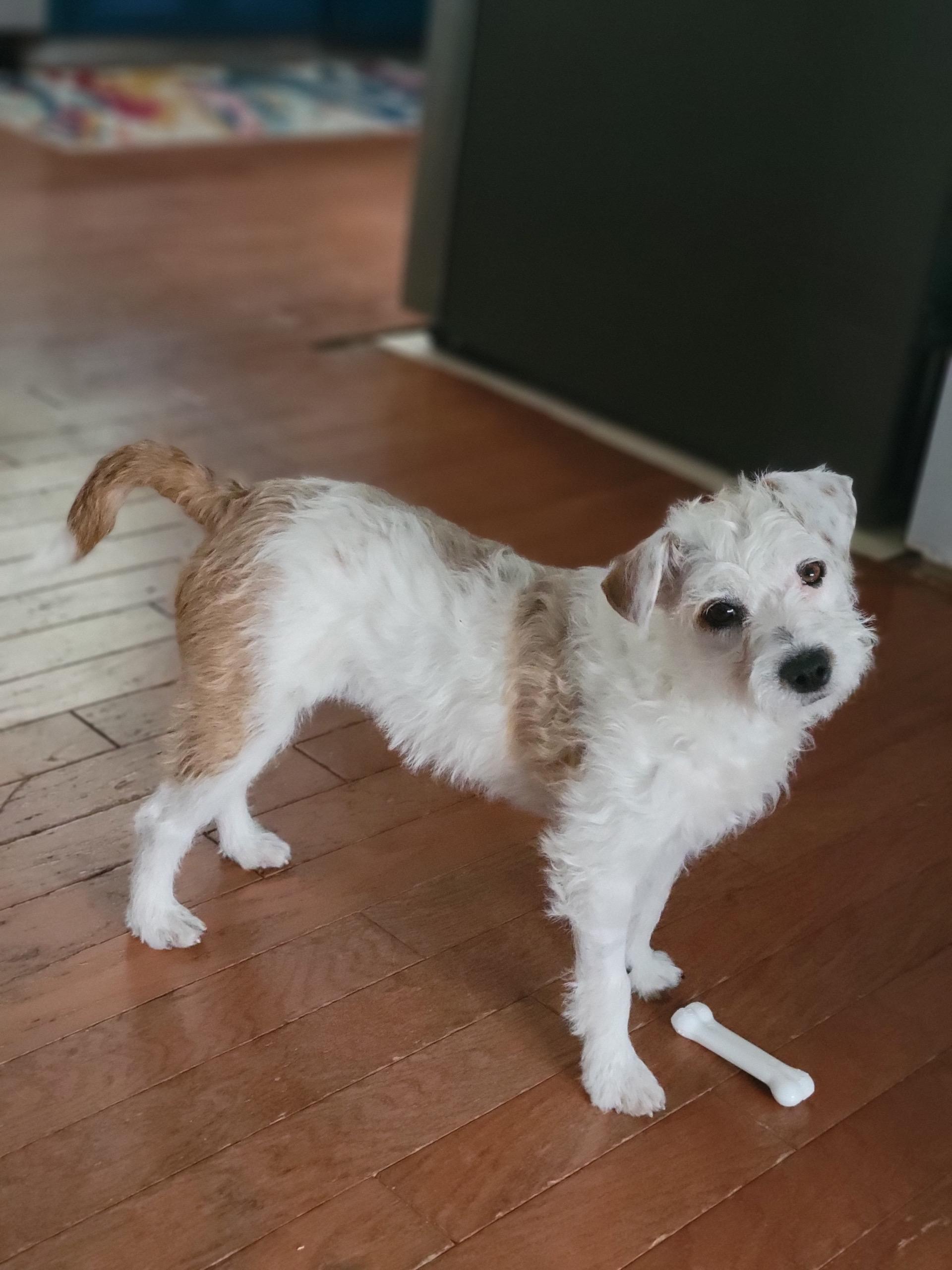 Enlarge Poppy, a Adoptable mixed breed in Durham, NC image 1/2