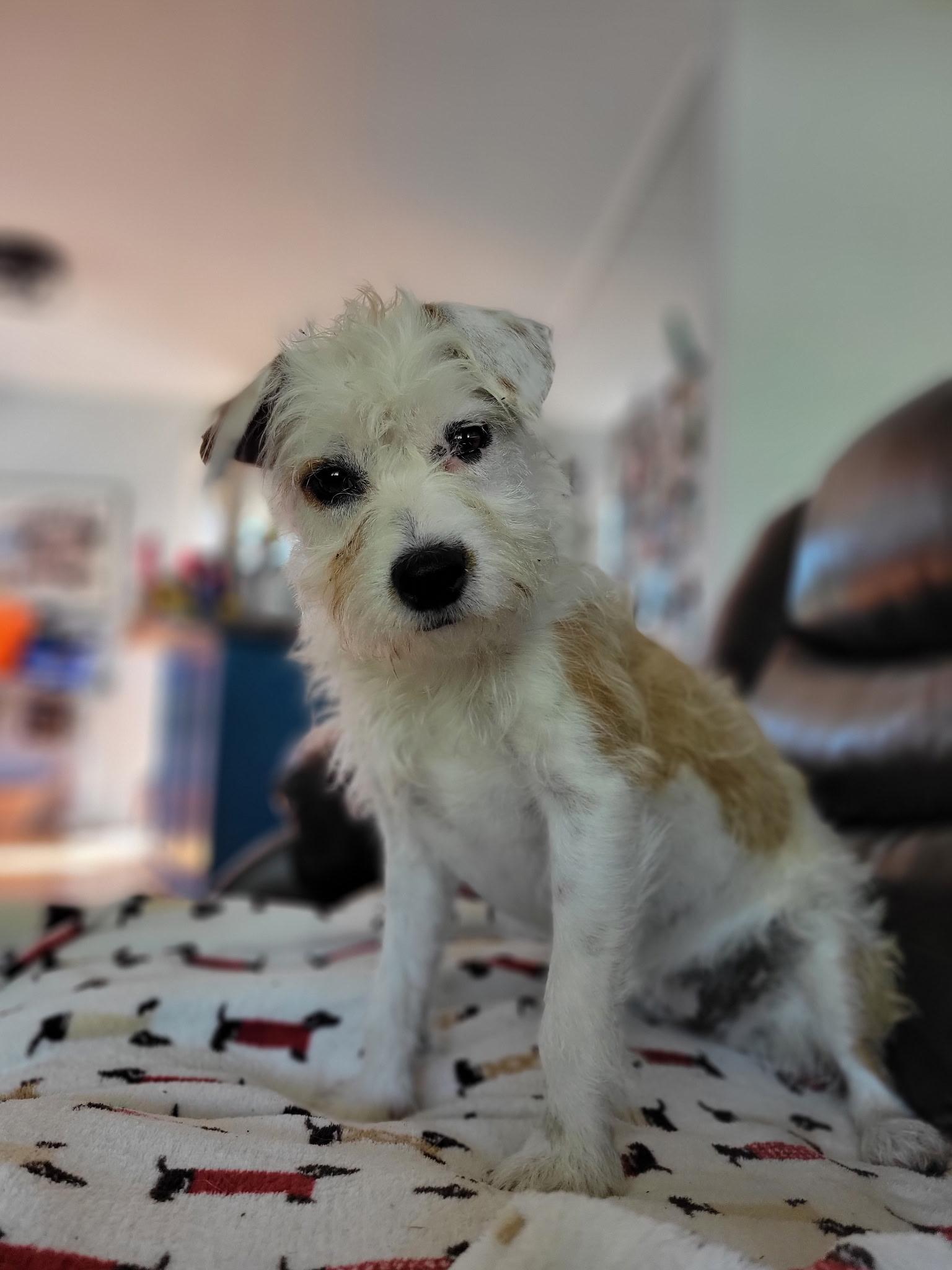 Enlarge Poppy, a Adoptable mixed breed in Durham, NC image 2/2