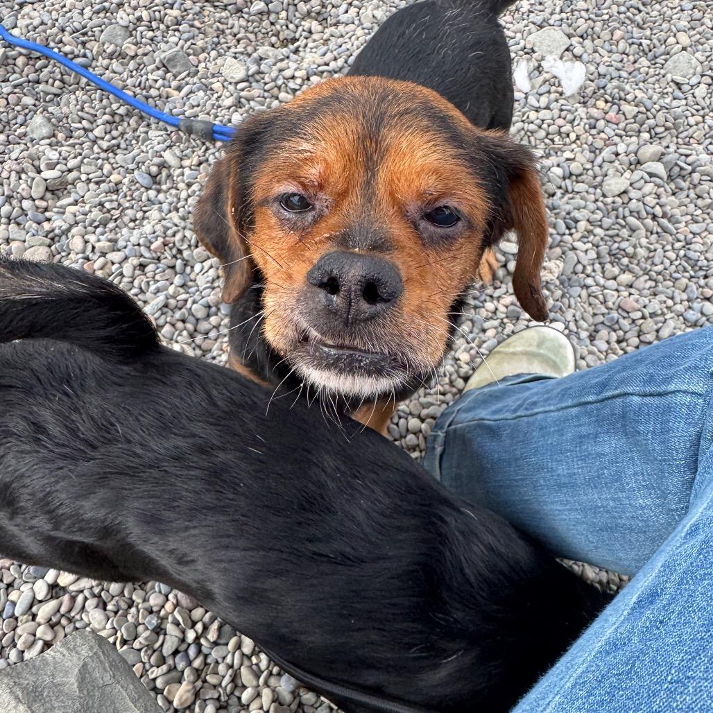 Jalapeno — thumbnail 2