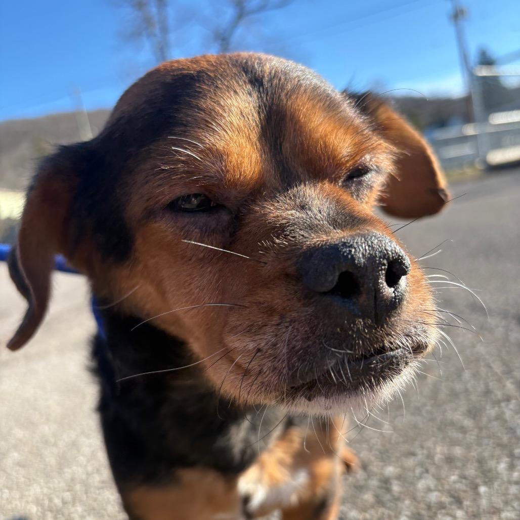 Jalapeno — thumbnail 3