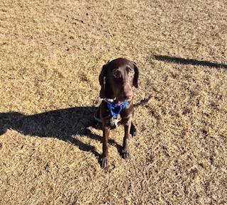 Birdie, an adopted Hound in Winter Haven, FL image 2/2
