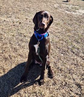 Birdie, an adopted Hound in Winter Haven, FL image 1/2