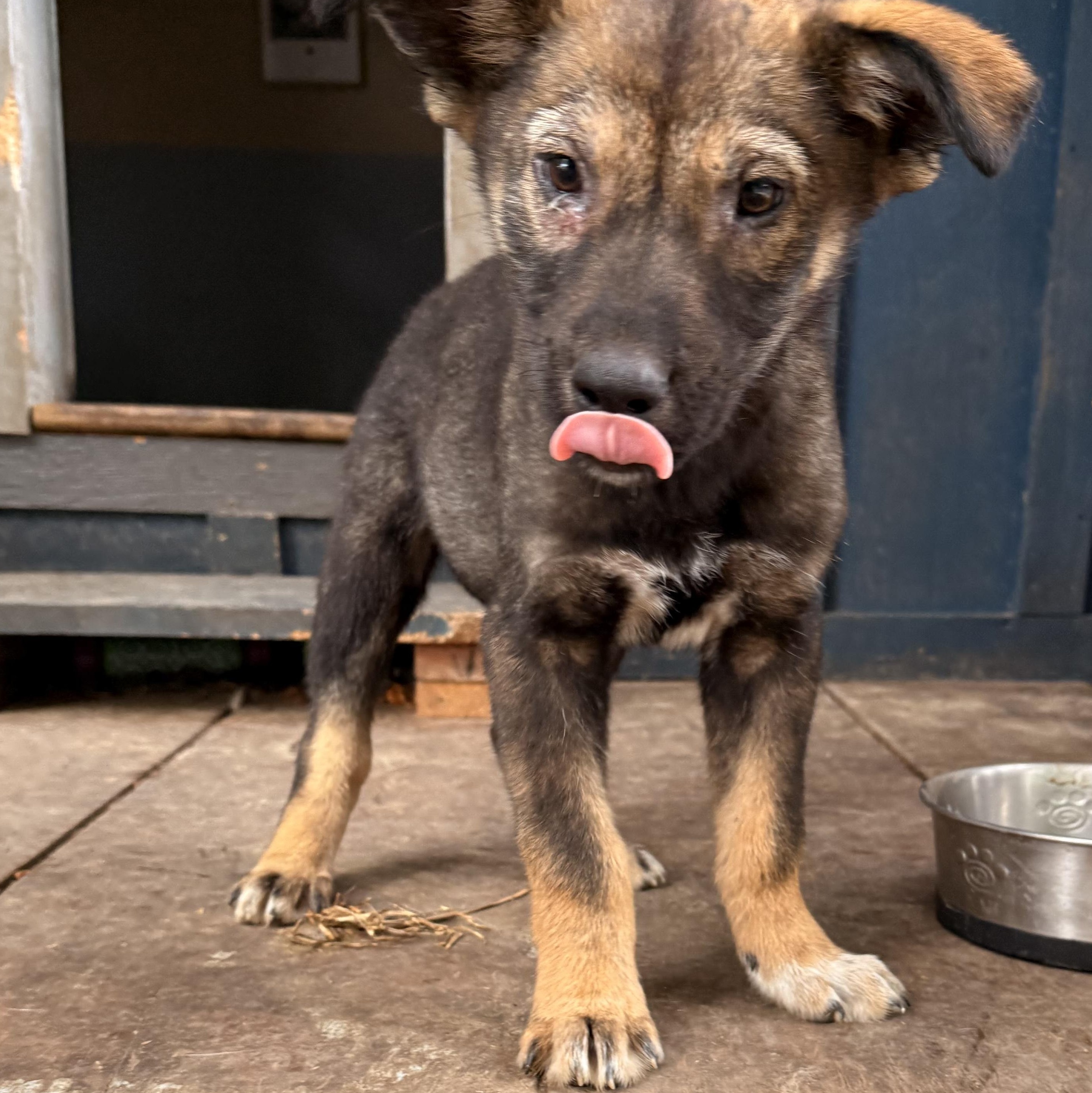 Palmer, adopted, Puppy Male German Shepherd Dog.