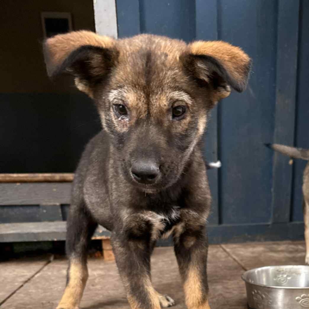 Palmer, an adopted mixed breed in Addison, ON image 2/3