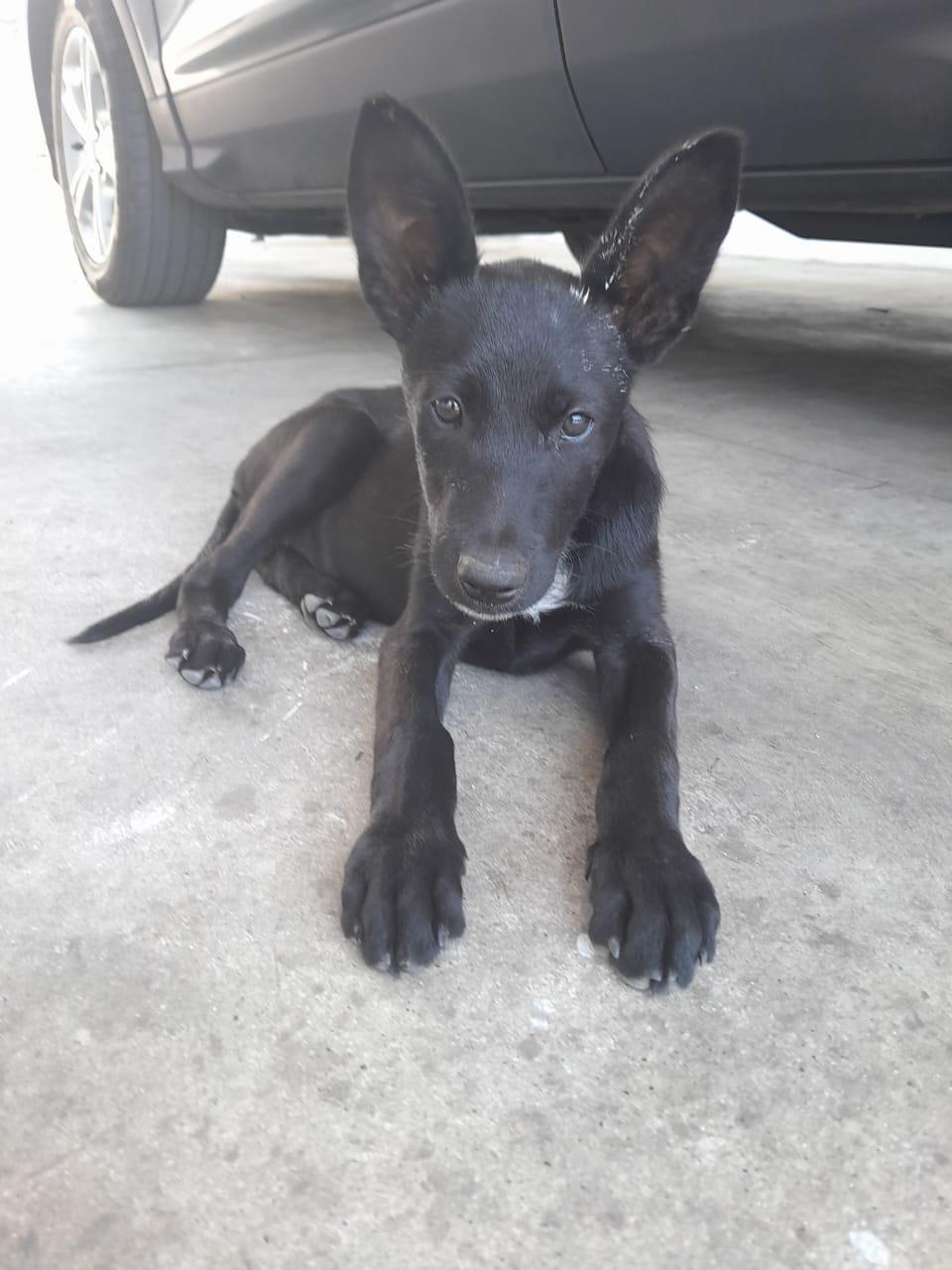 Candy, a Adoptable mixed breed in San Diego, CA image 1/3