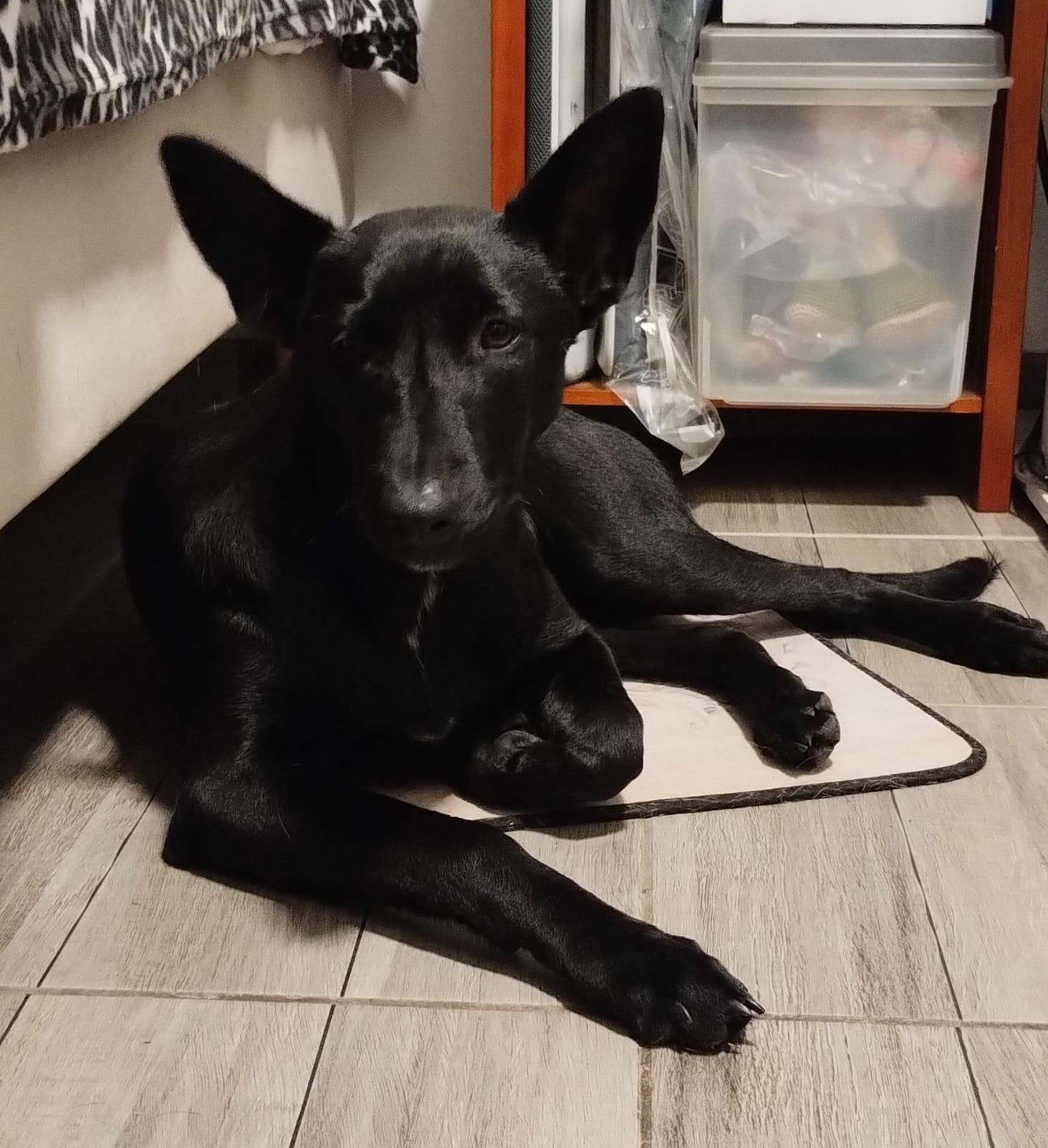 Enlarge Candy, a Adoptable mixed breed in San Diego, CA image 6/6