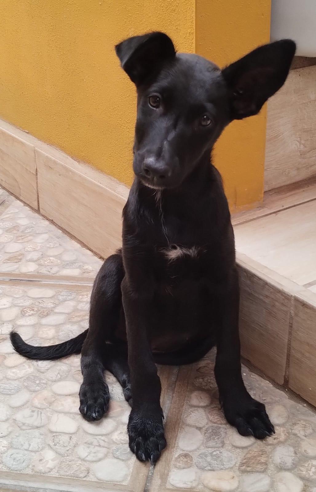 Candy, a Adoptable mixed breed in San Diego, CA image 2/3