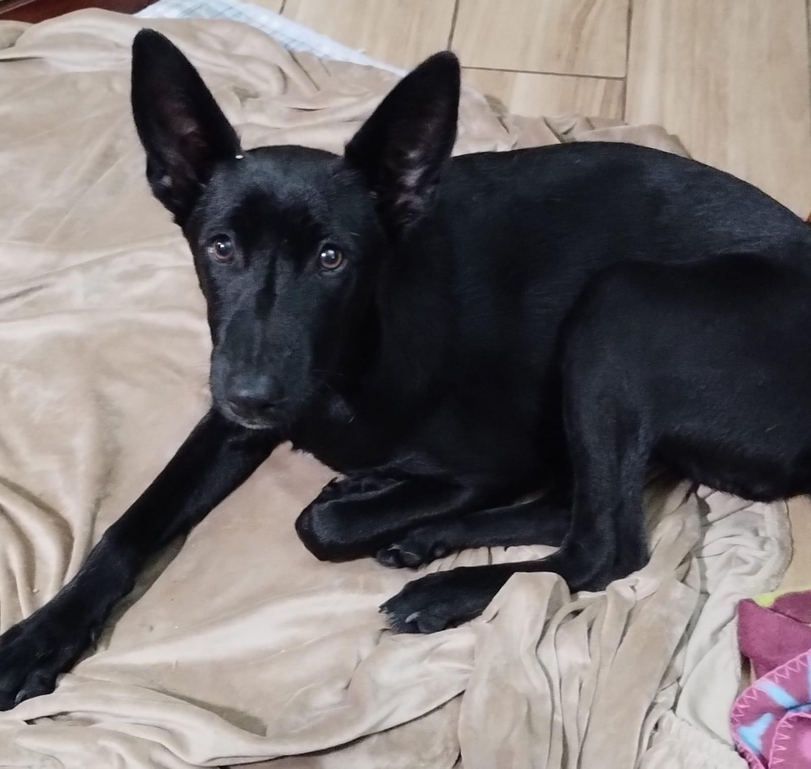 Enlarge Candy, a Adoptable mixed breed in San Diego, CA image 1/6