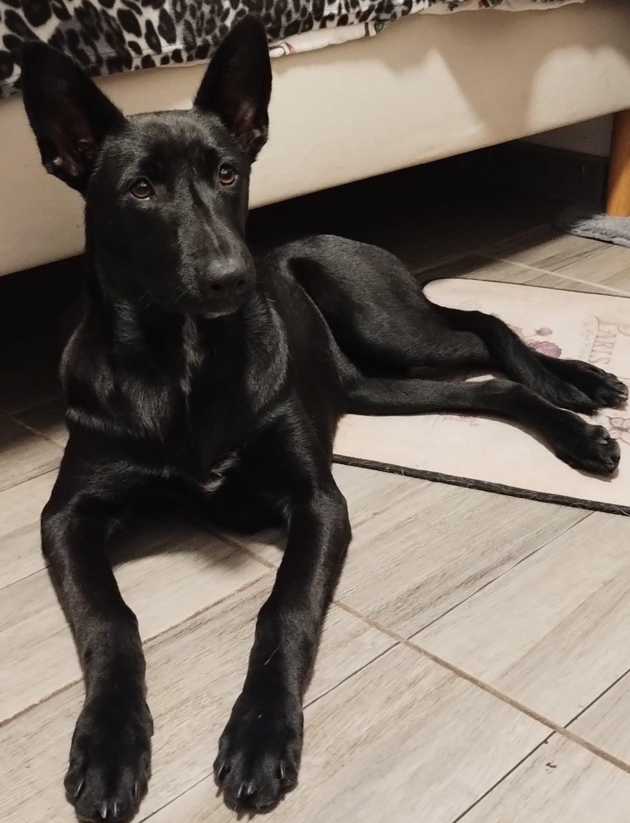 Enlarge Candy, a Adoptable mixed breed in San Diego, CA image 5/6