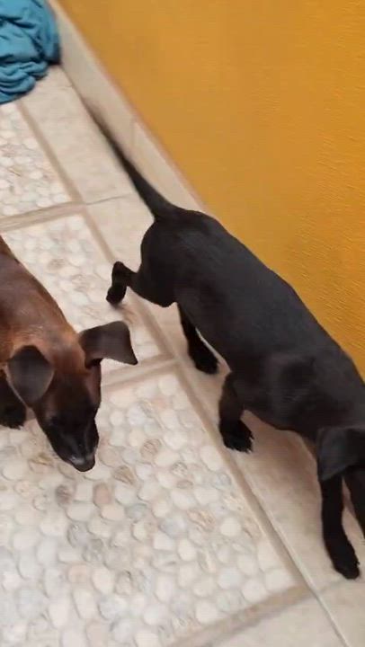 Enlarge Candy, a Adoptable mixed breed in San Diego, CA video 3/3