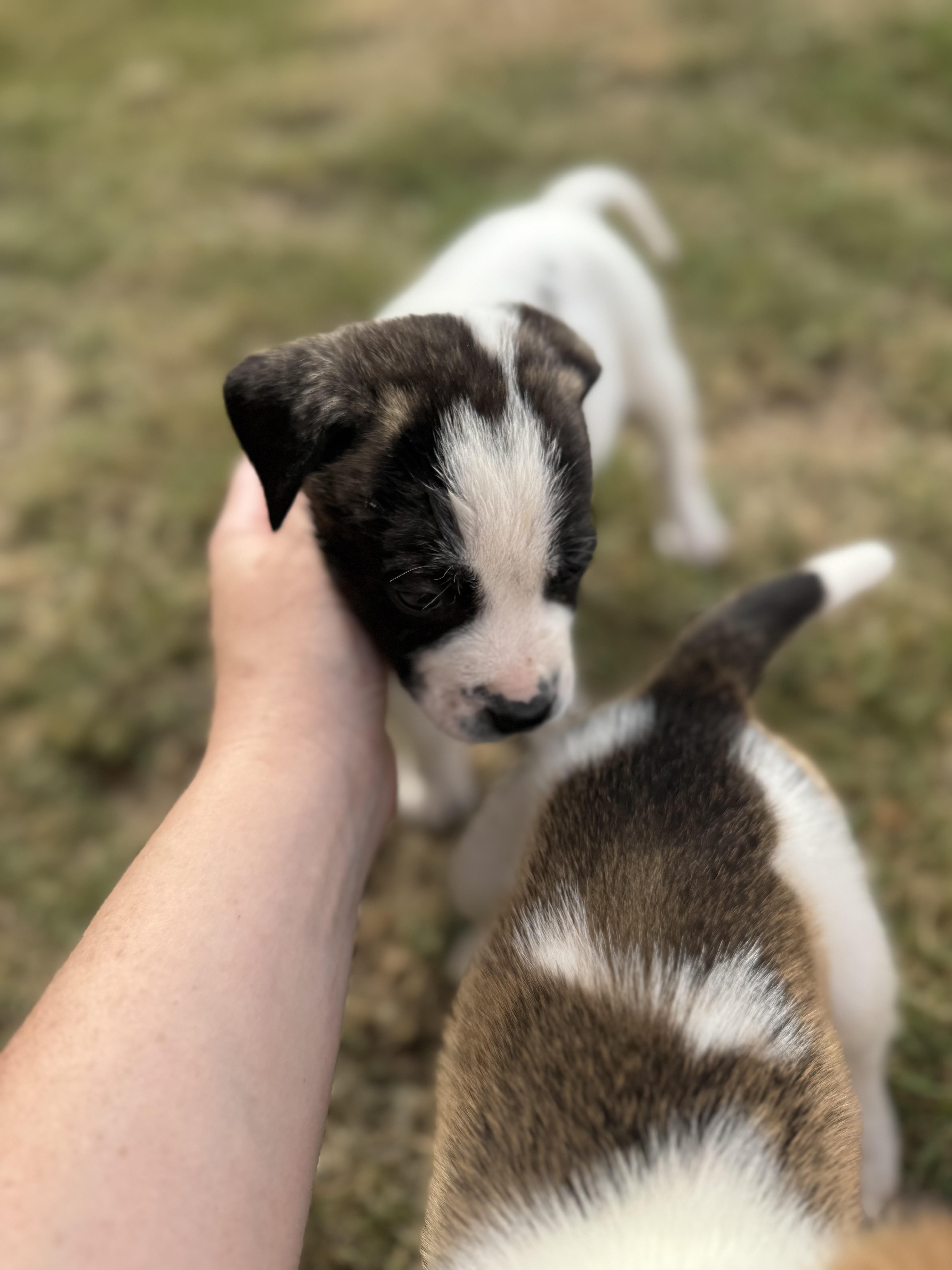 Enlarge Irwin, a Adoptable mixed breed in Mount Meigs, AL image 3/3