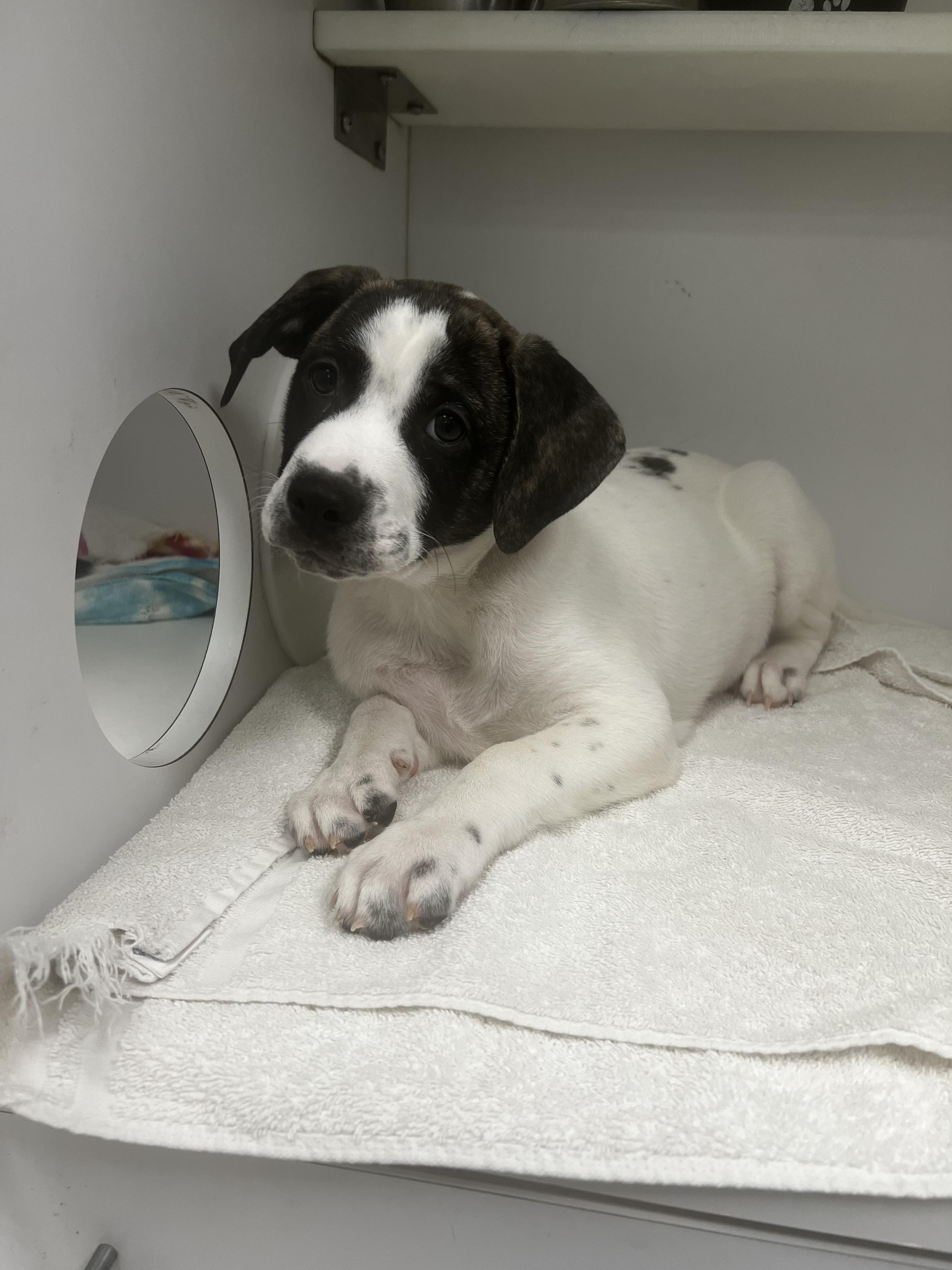 Irwin, Adoptable, Puppy Male Anatolian Shepherd & American Bulldog.