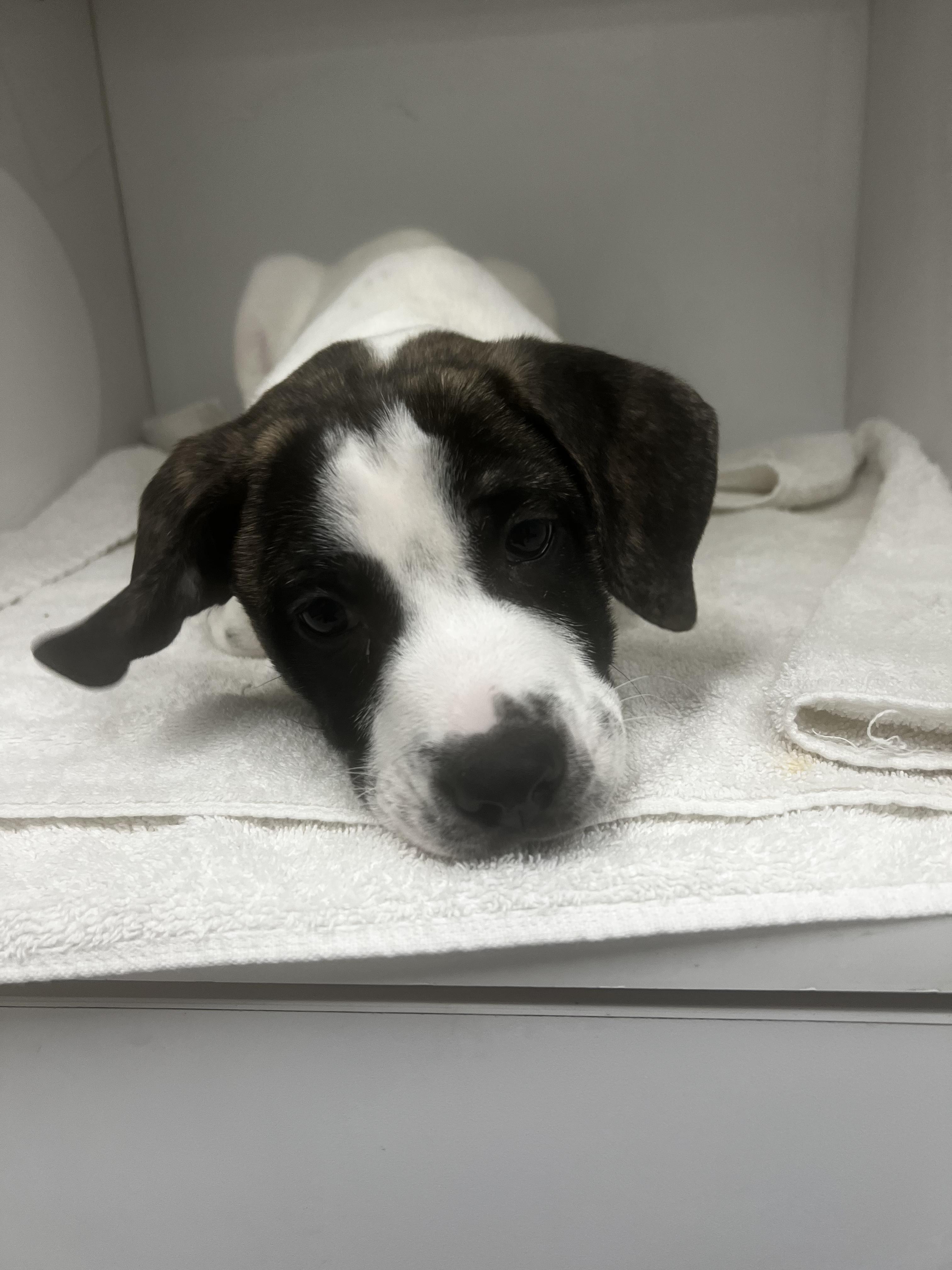 Irwin, a Adoptable mixed breed in Mount Meigs, AL image 2/5