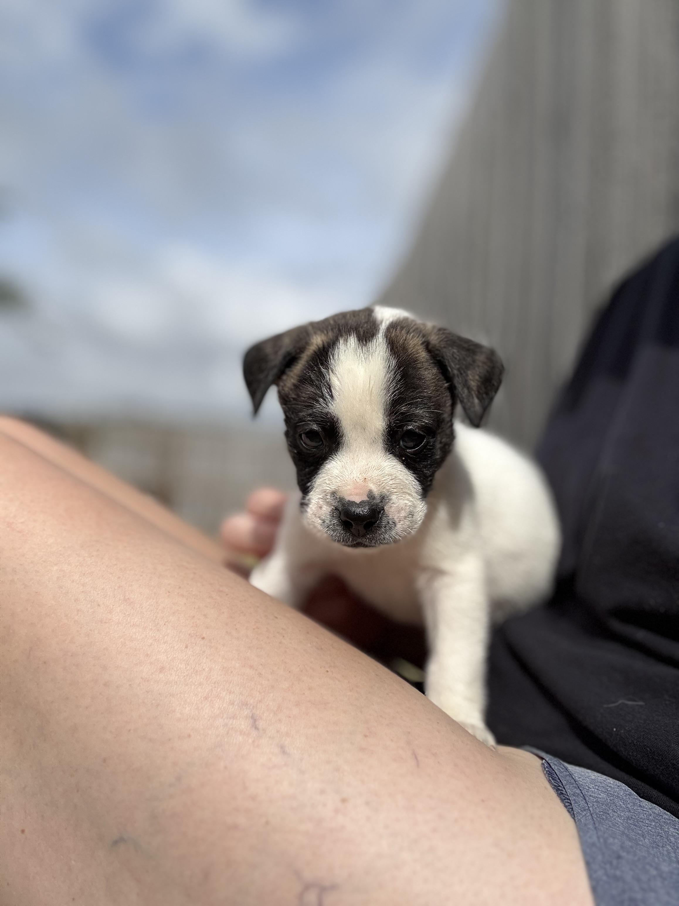 Enlarge Irwin, a Adoptable mixed breed in Mount Meigs, AL image 1/3