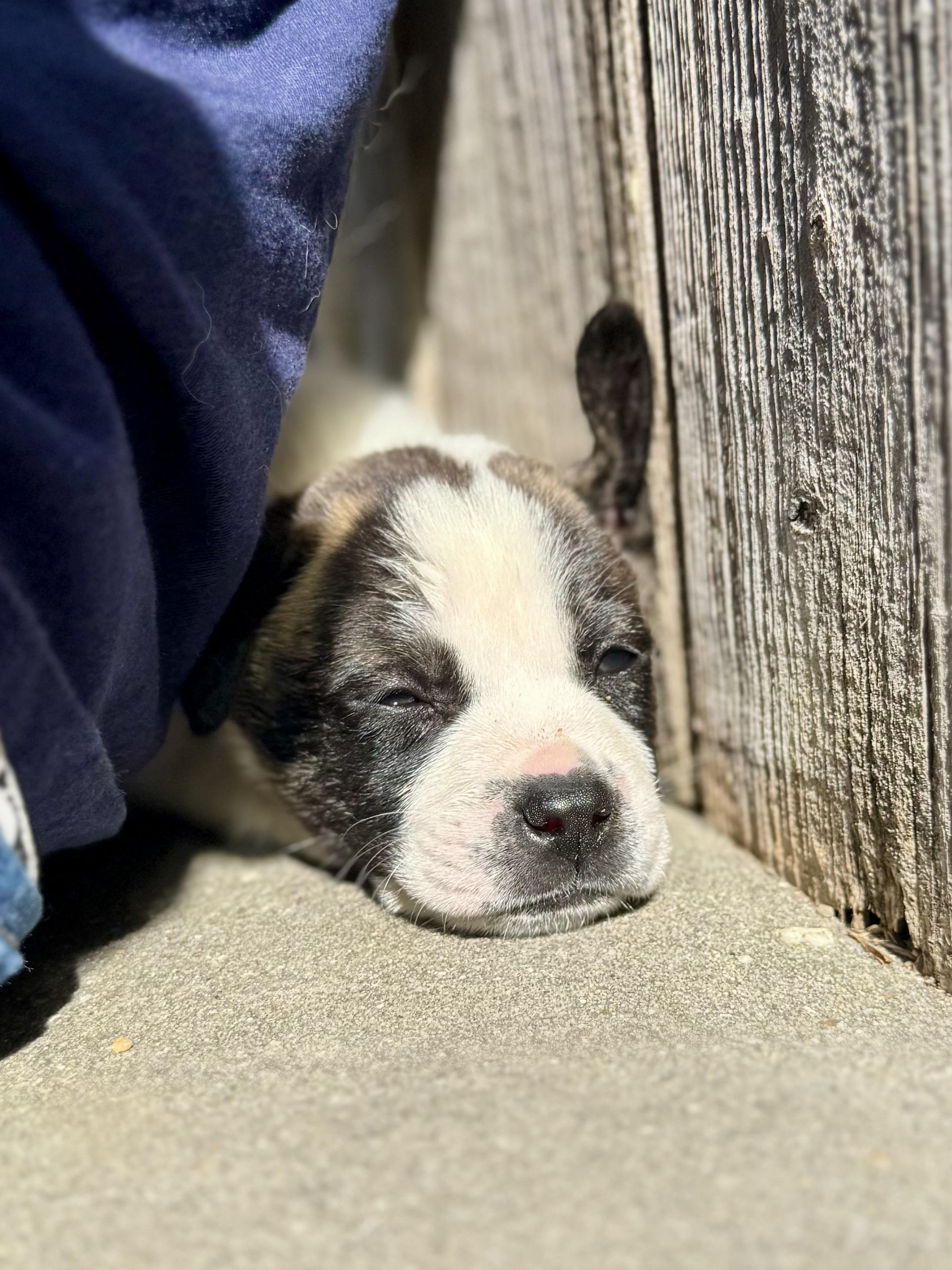 Enlarge Irwin, a Adoptable mixed breed in Mount Meigs, AL image 2/3