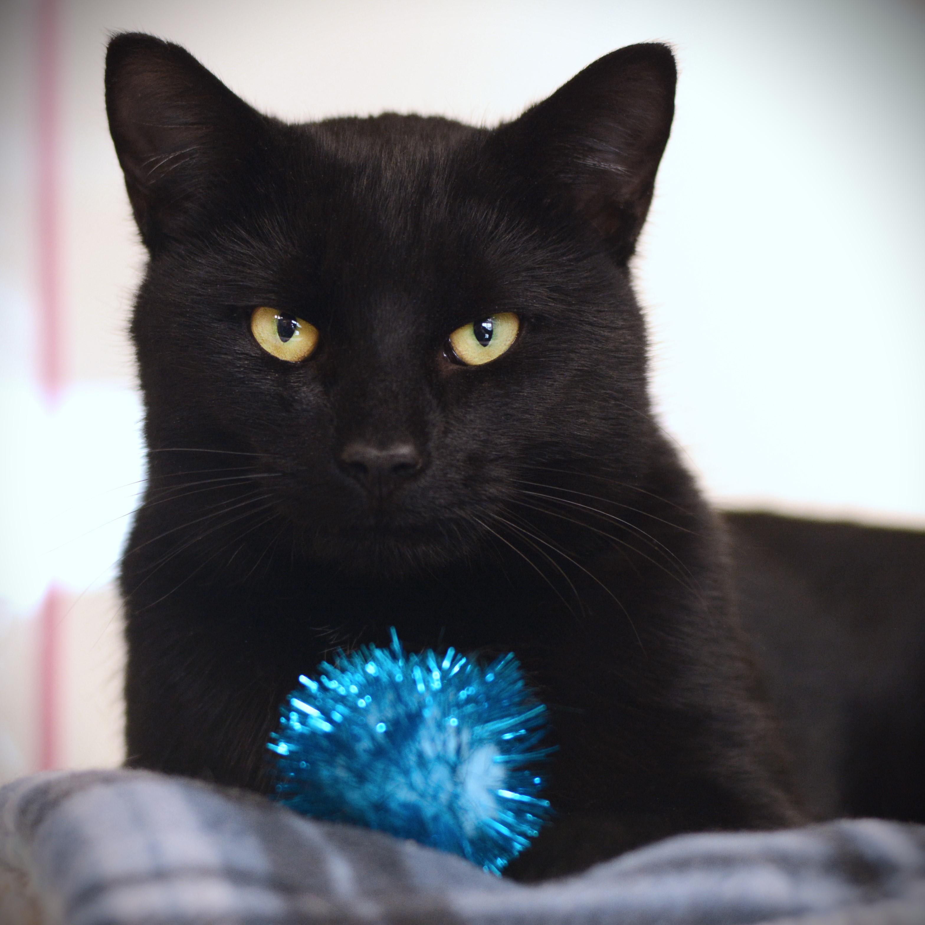 Enlarge Rocky, a ADOPTABLE Domestic Short Hair in Amsterdam, NY image 1/1