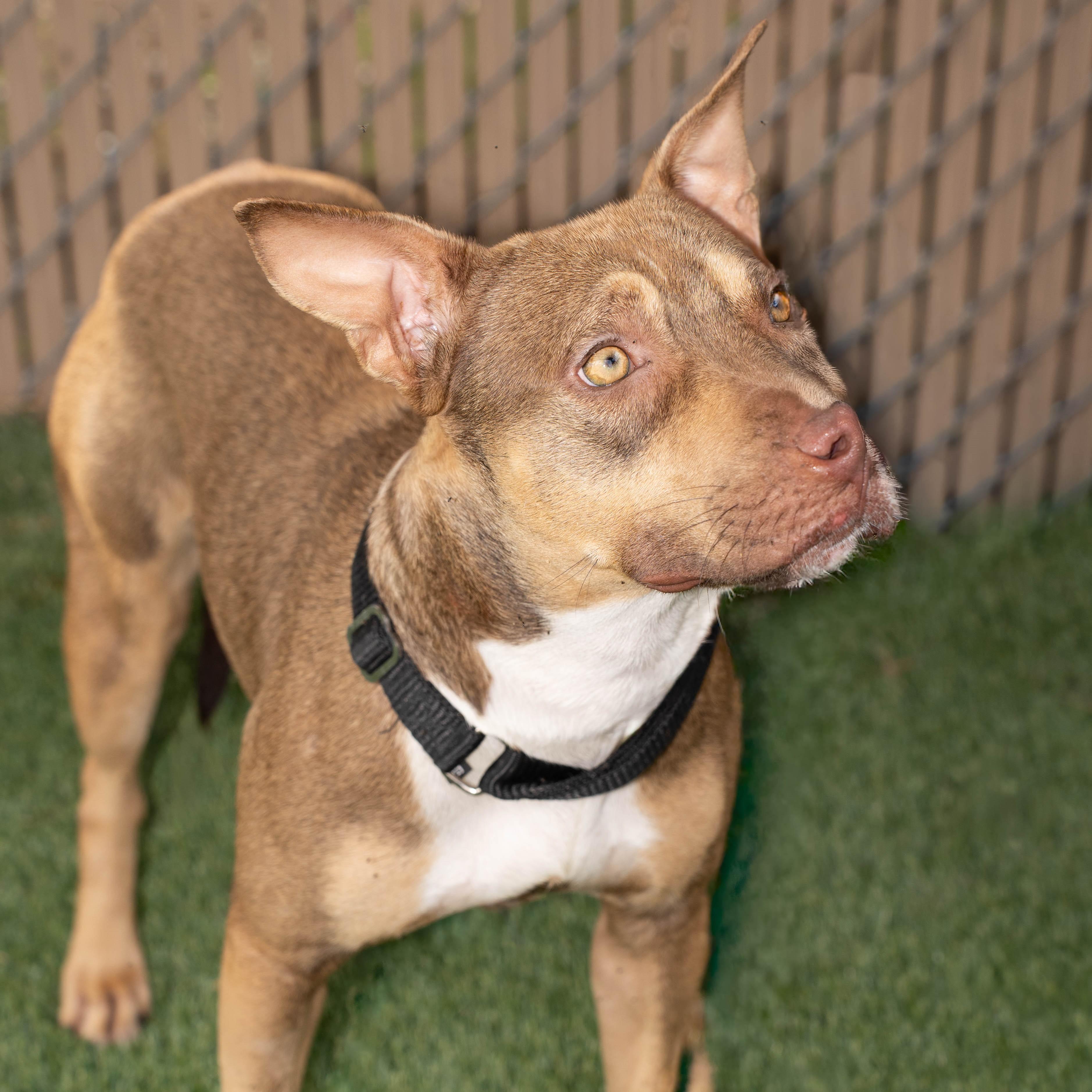 Summer, Adoptable, Young Female Doberman Pinscher & Mixed Breed.