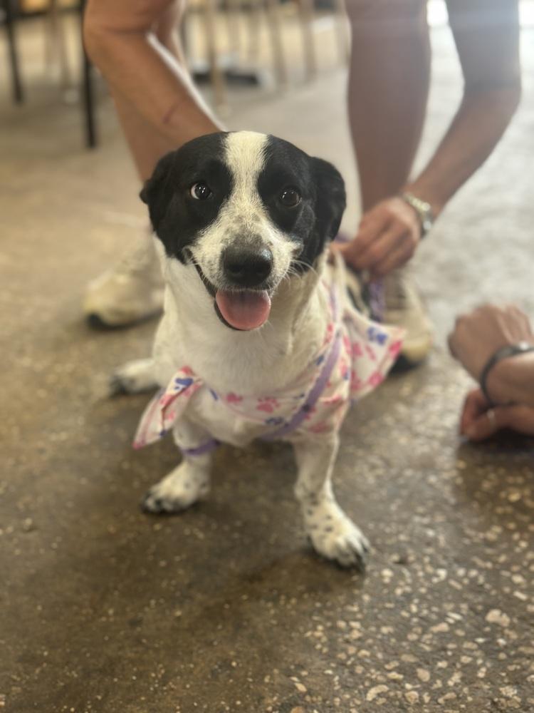 Enlarge Polly, a Adoptable mixed breed in Crescent City, FL image 2/3