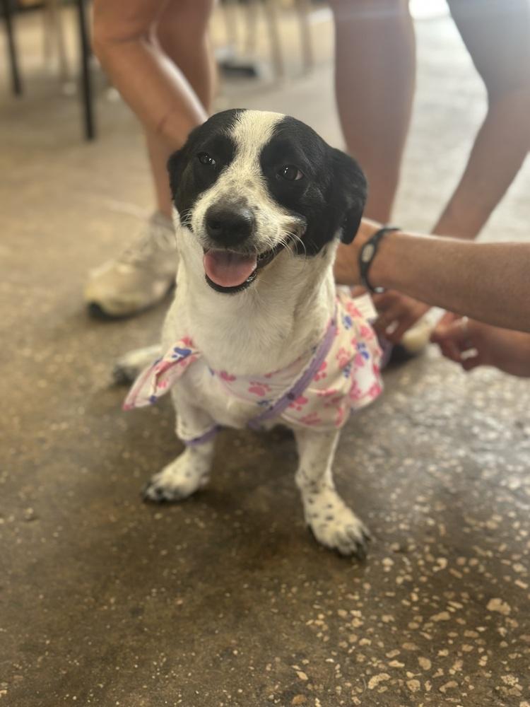 Enlarge Polly, a Adoptable mixed breed in Crescent City, FL image 3/3