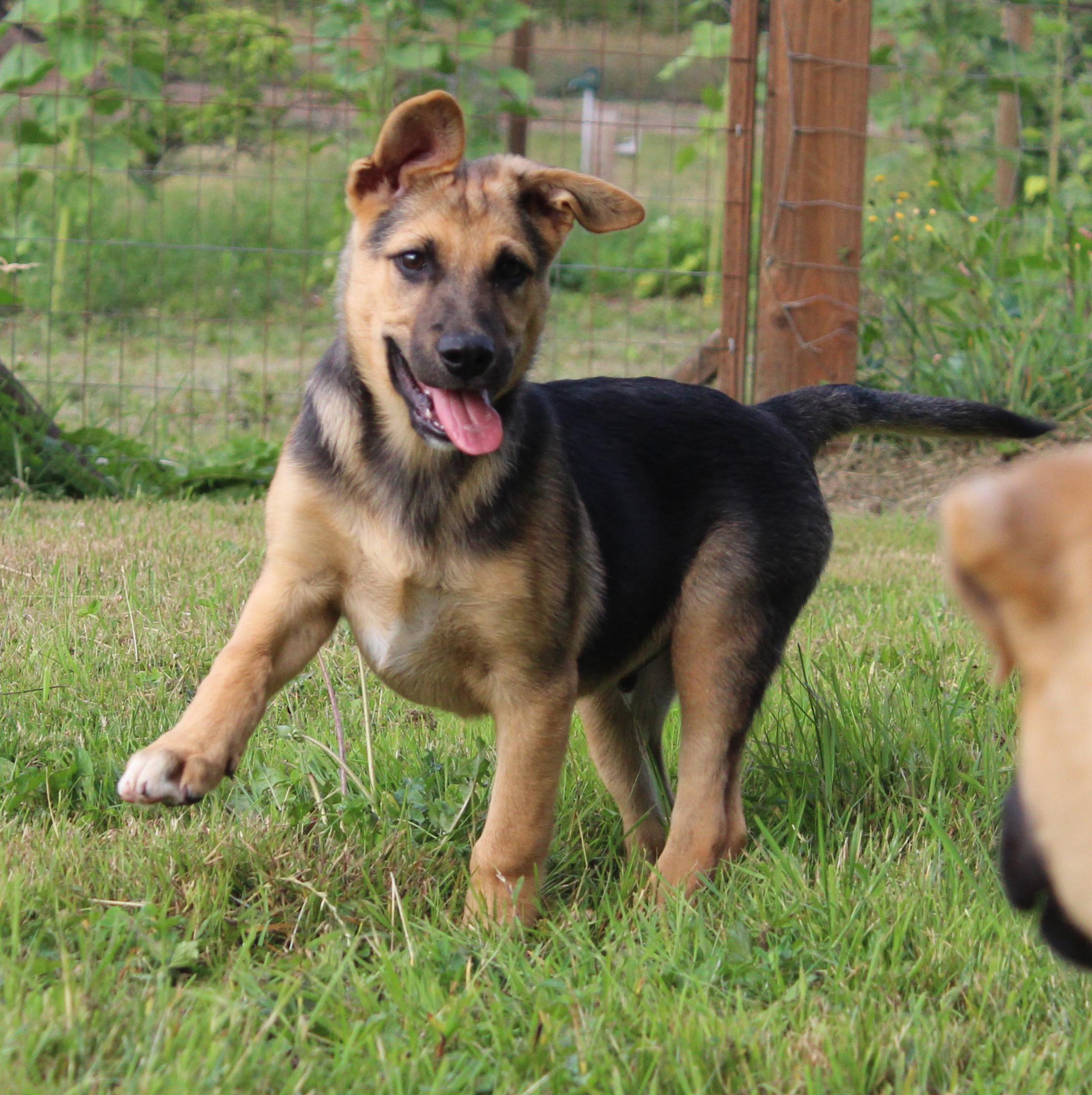 Stockton (Cali Litter), a Adoptable mixed breed in Silvana, WA image 4/6