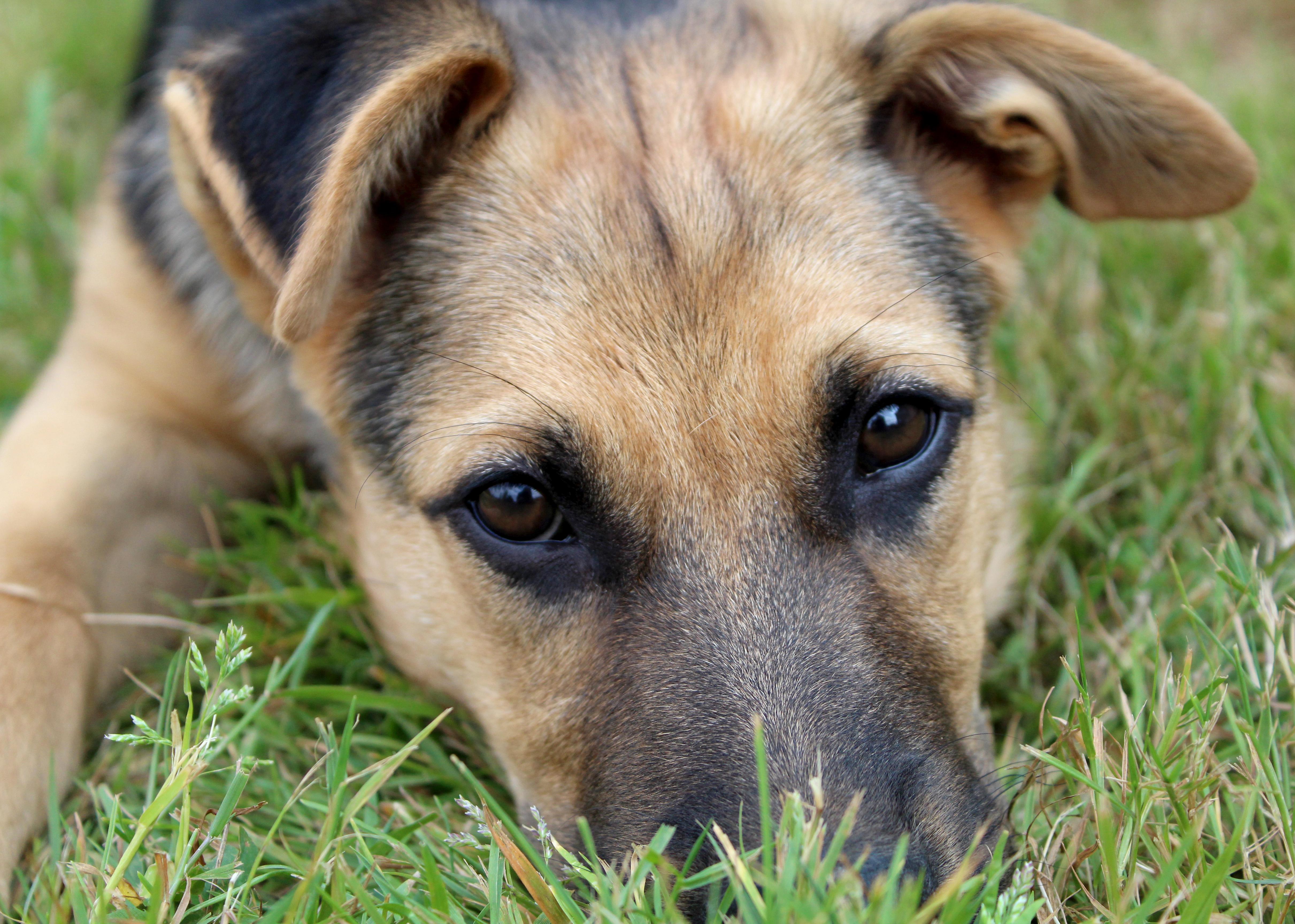 Stockton (Cali Litter), a Adoptable mixed breed in Silvana, WA image 3/6