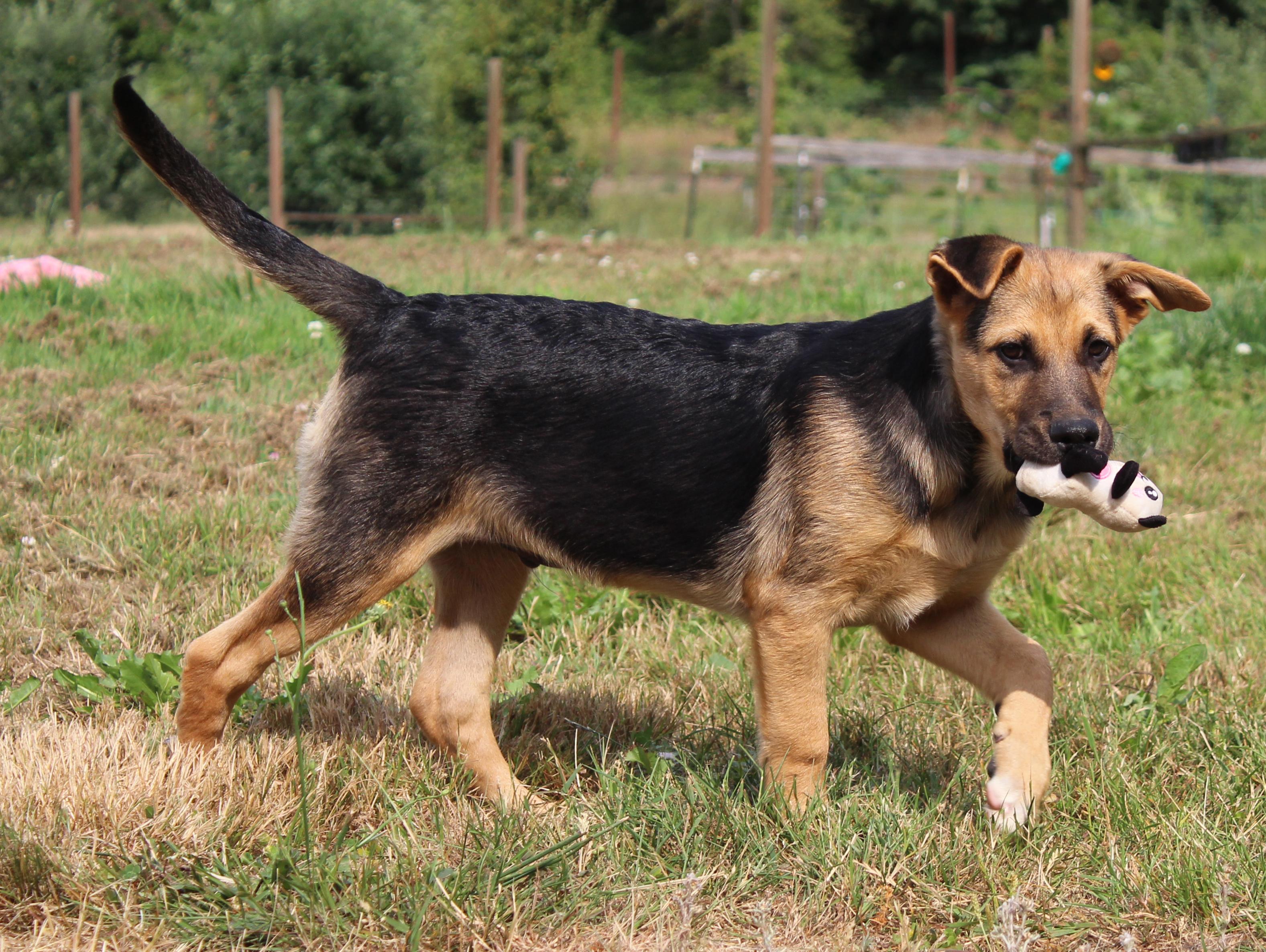 Stockton (Cali Litter), a Adoptable mixed breed in Silvana, WA image 2/6