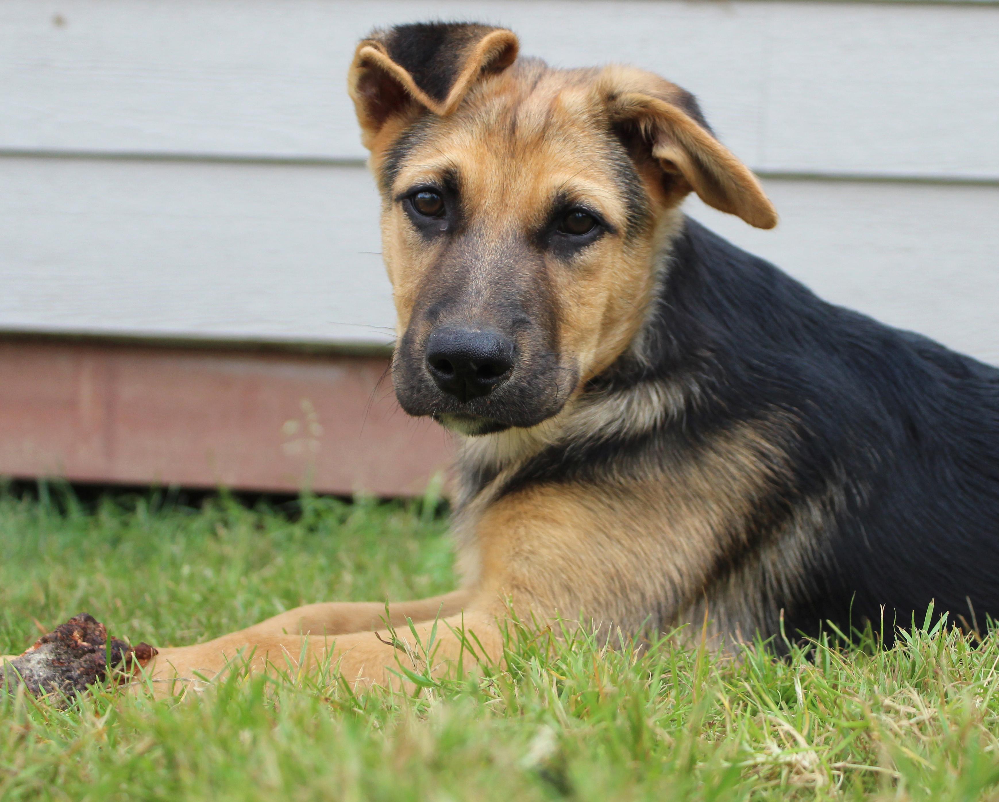 Stockton (Cali Litter), Adoptable, Puppy Male German Shepherd Dog & Great Pyrenees.