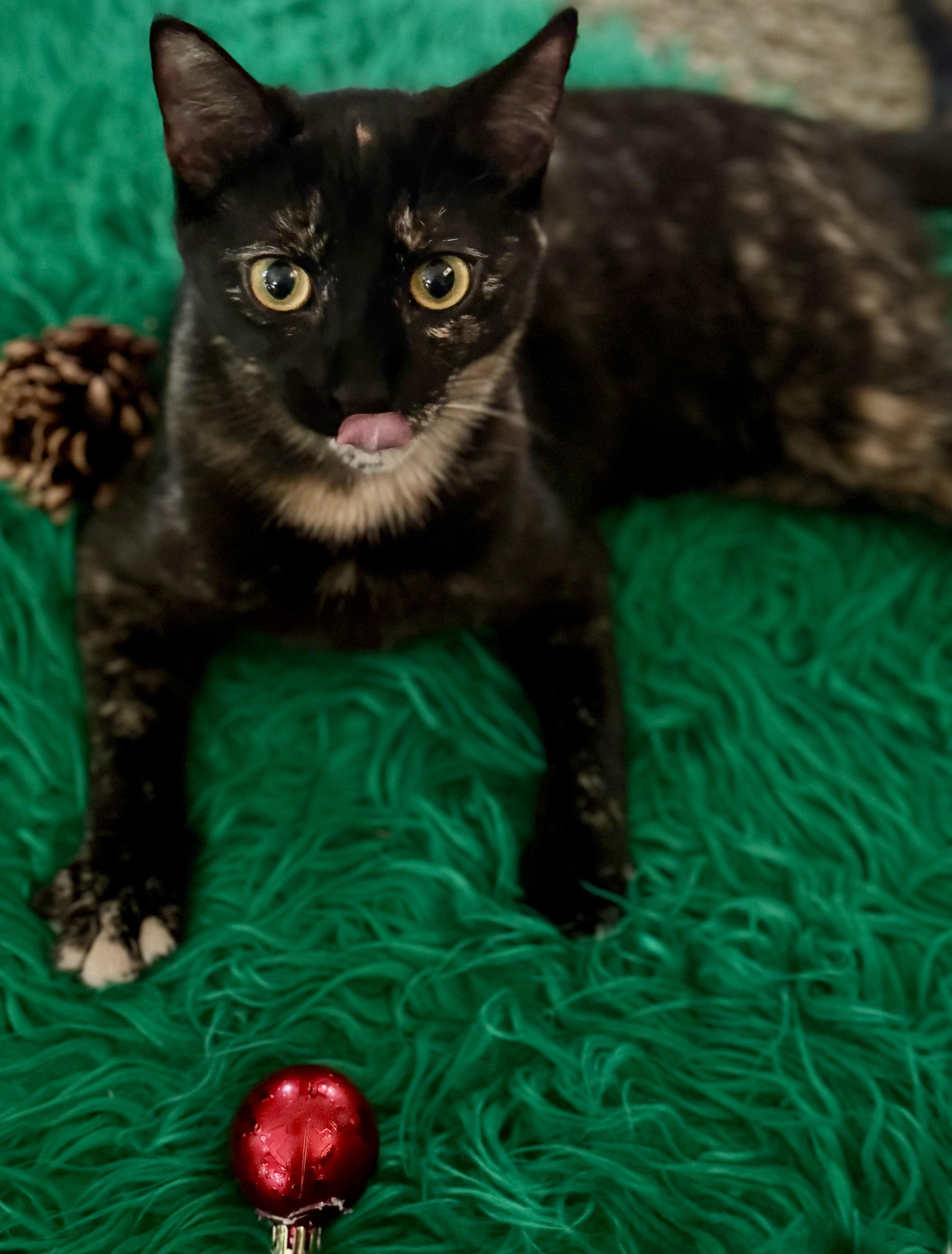 Enlarge Daisy, a ADOPTABLE Tortoiseshell in Monroe Township, NJ image 2/4