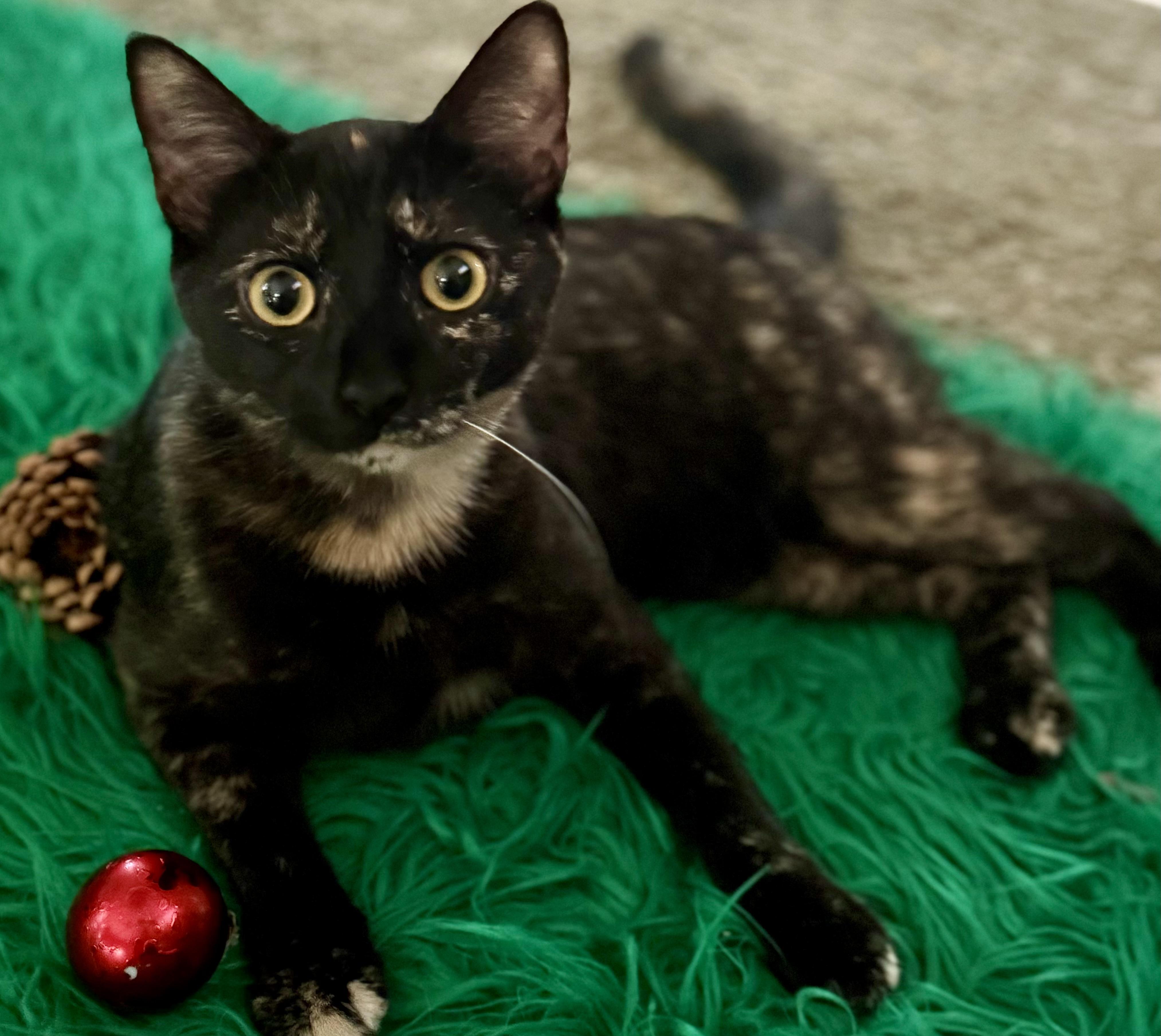 Daisy, ADOPTABLE, Kitten Female Tortoiseshell.