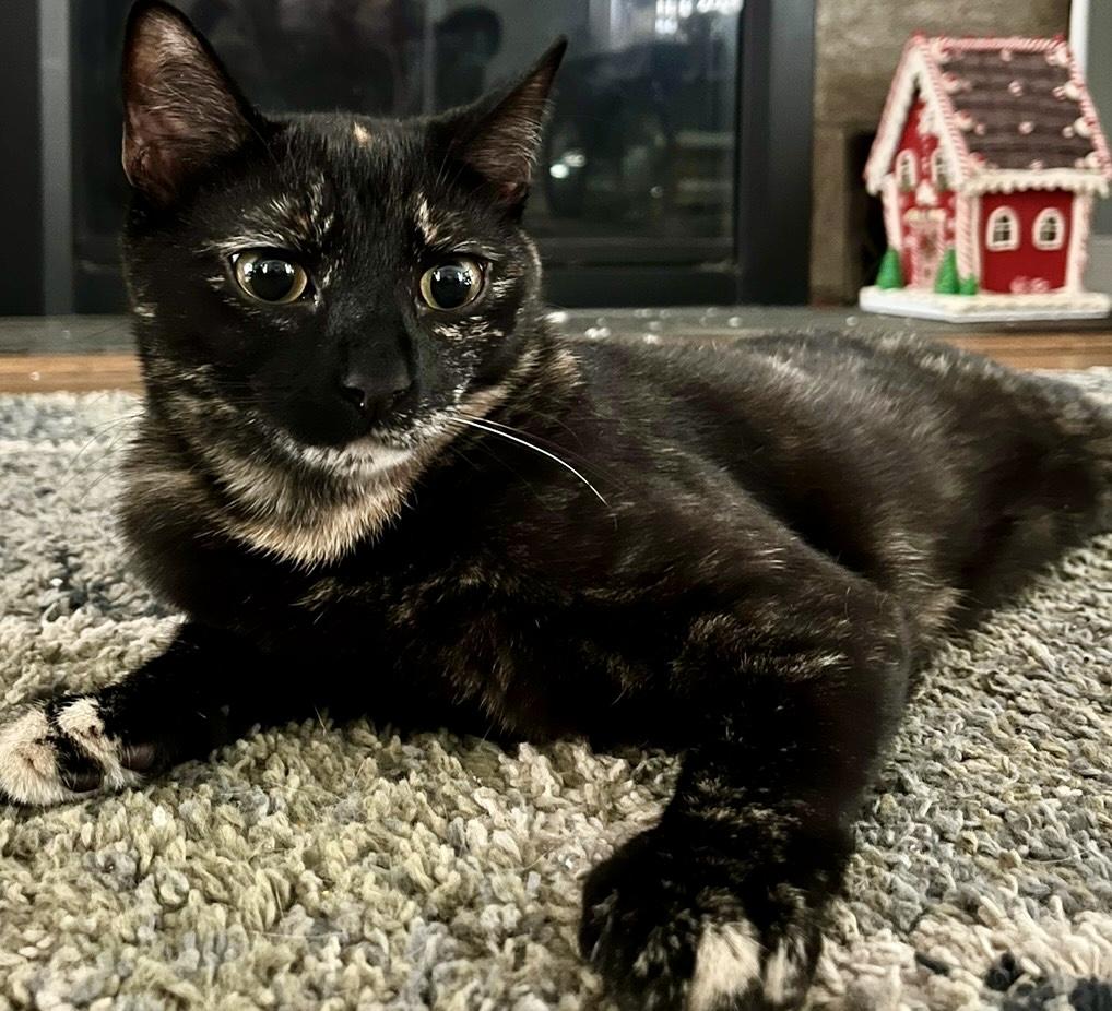 Enlarge Daisy, a ADOPTABLE Tortoiseshell in Monroe Township, NJ image 3/4