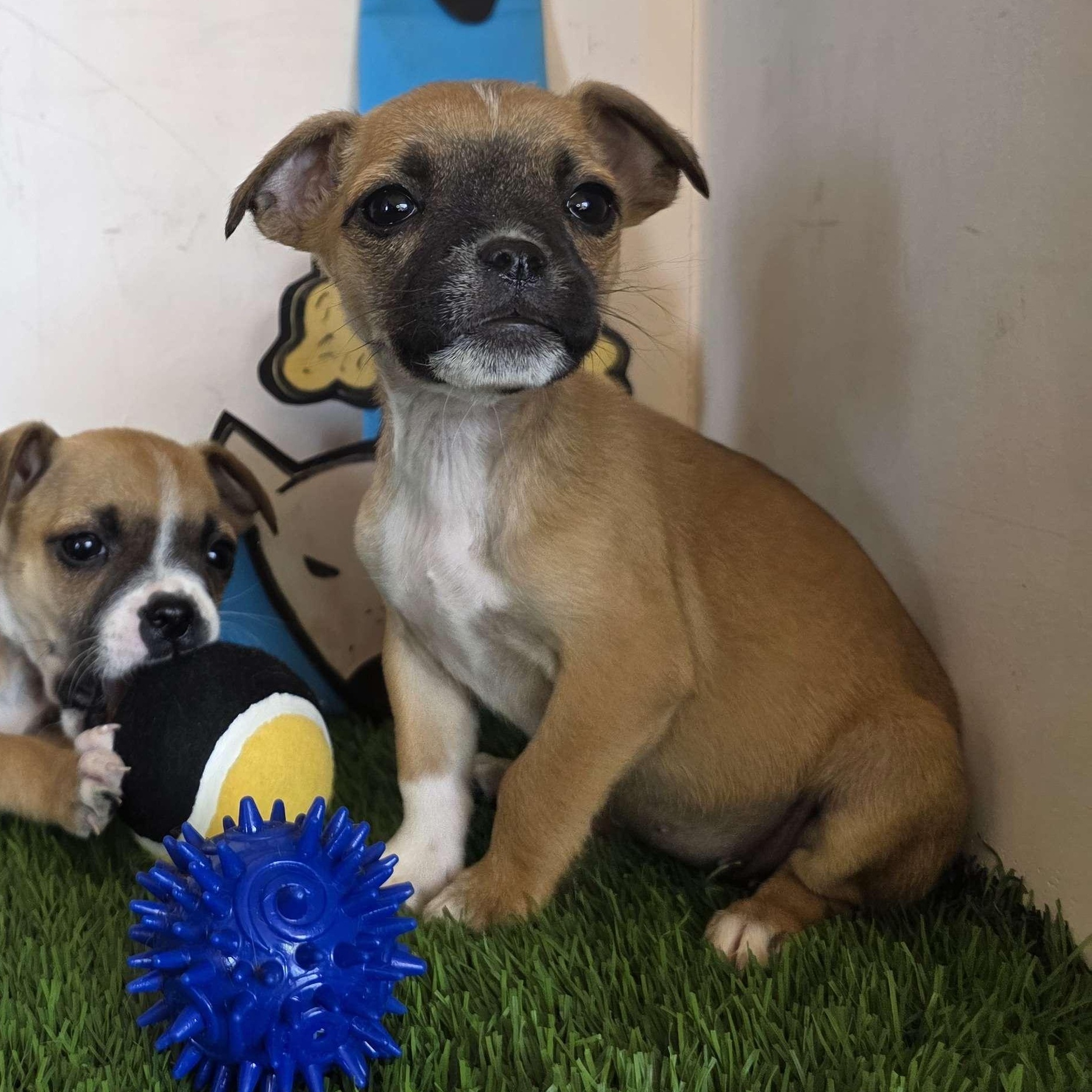 Enlarge Niffty, an adopted mixed breed in Tijuana, BCN image 4/4