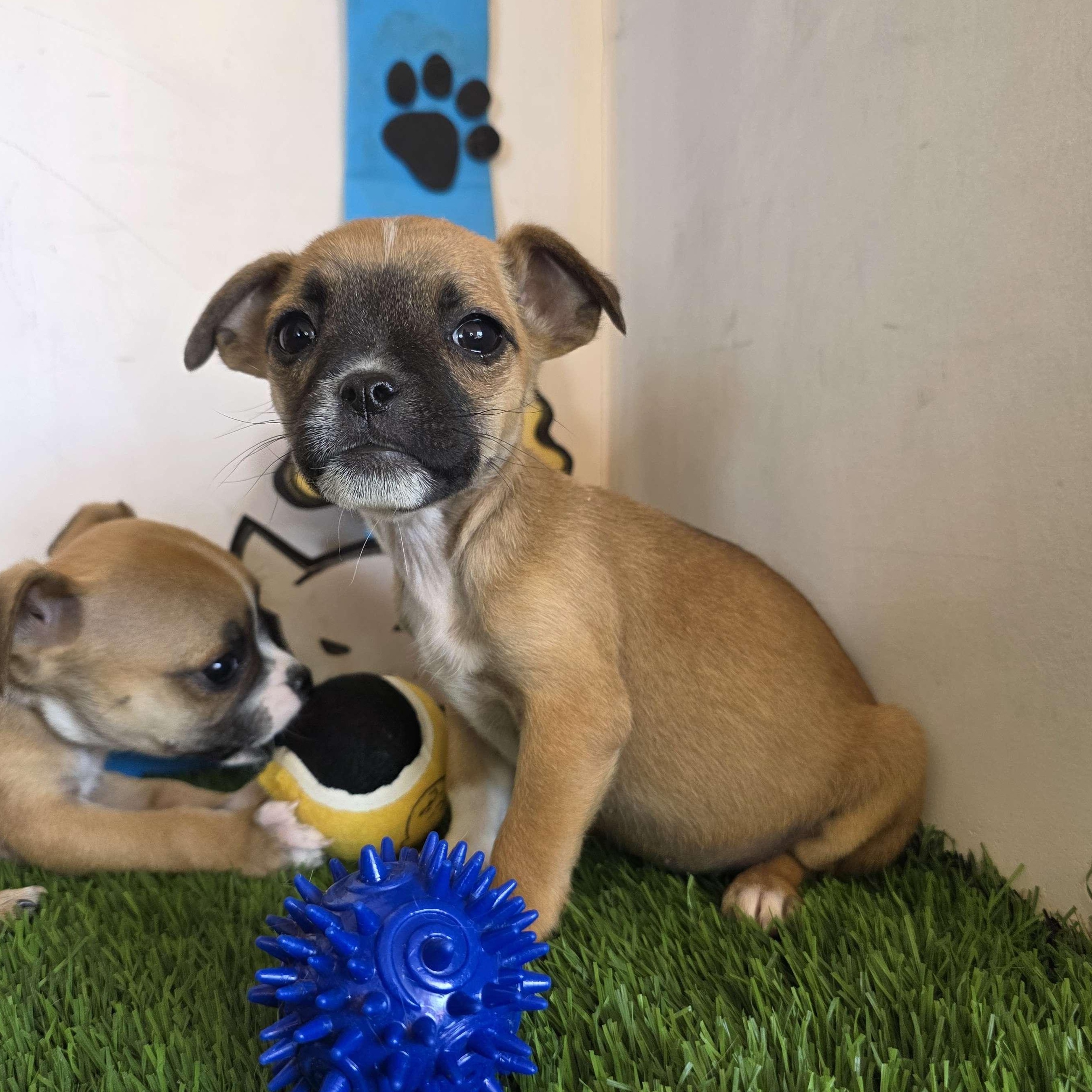 Niffty, adopted, Puppy Female Chihuahua & Pug.