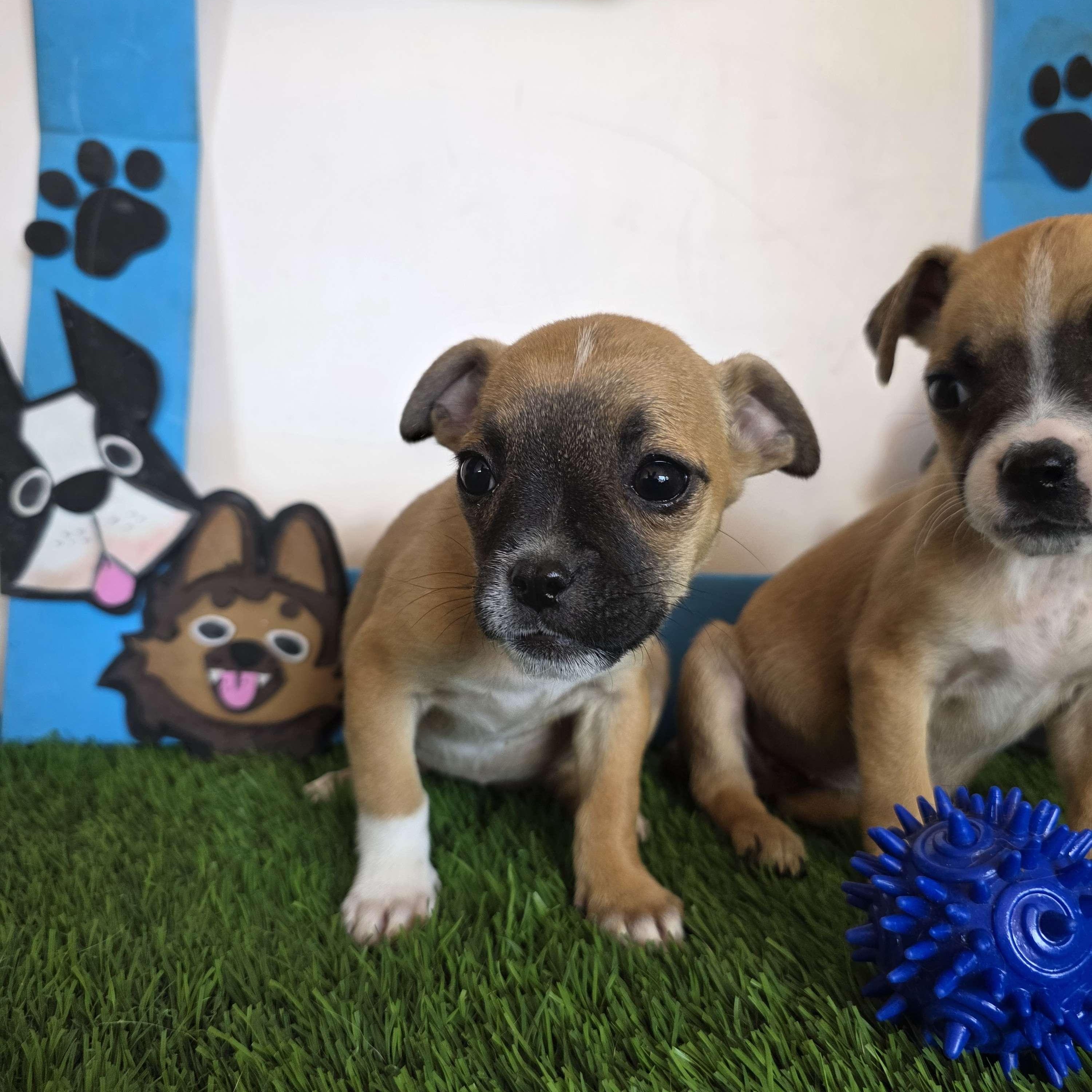 Enlarge Niffty, an adopted mixed breed in Tijuana, BCN image 3/4