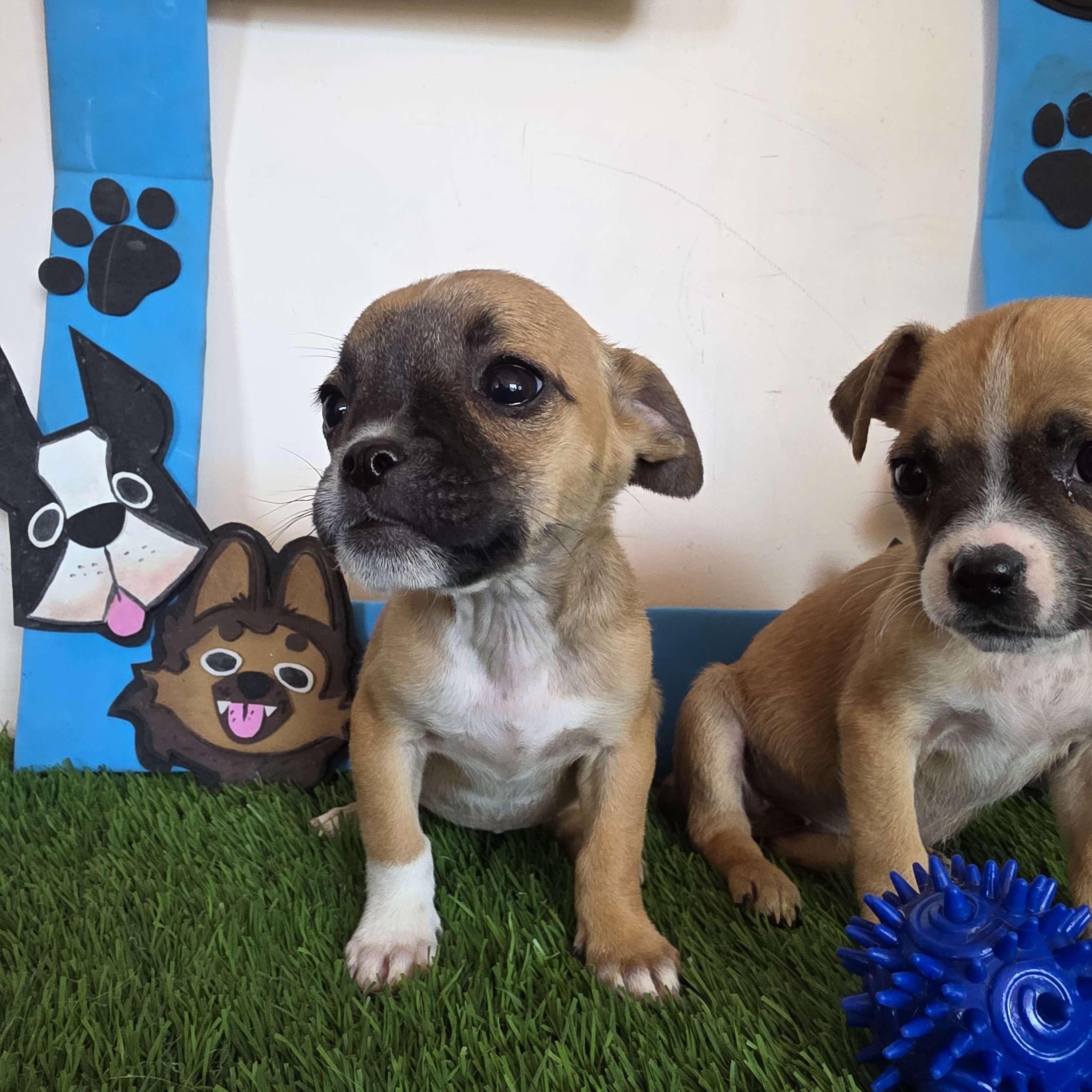 Enlarge Niffty, an adopted mixed breed in Tijuana, BCN image 2/4