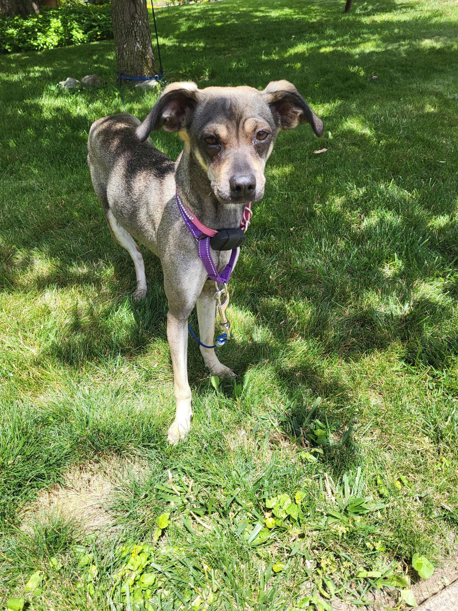 Enlarge Pippa, a Adoptable Mixed Breed in PITTSBURGH, PA image 1/2