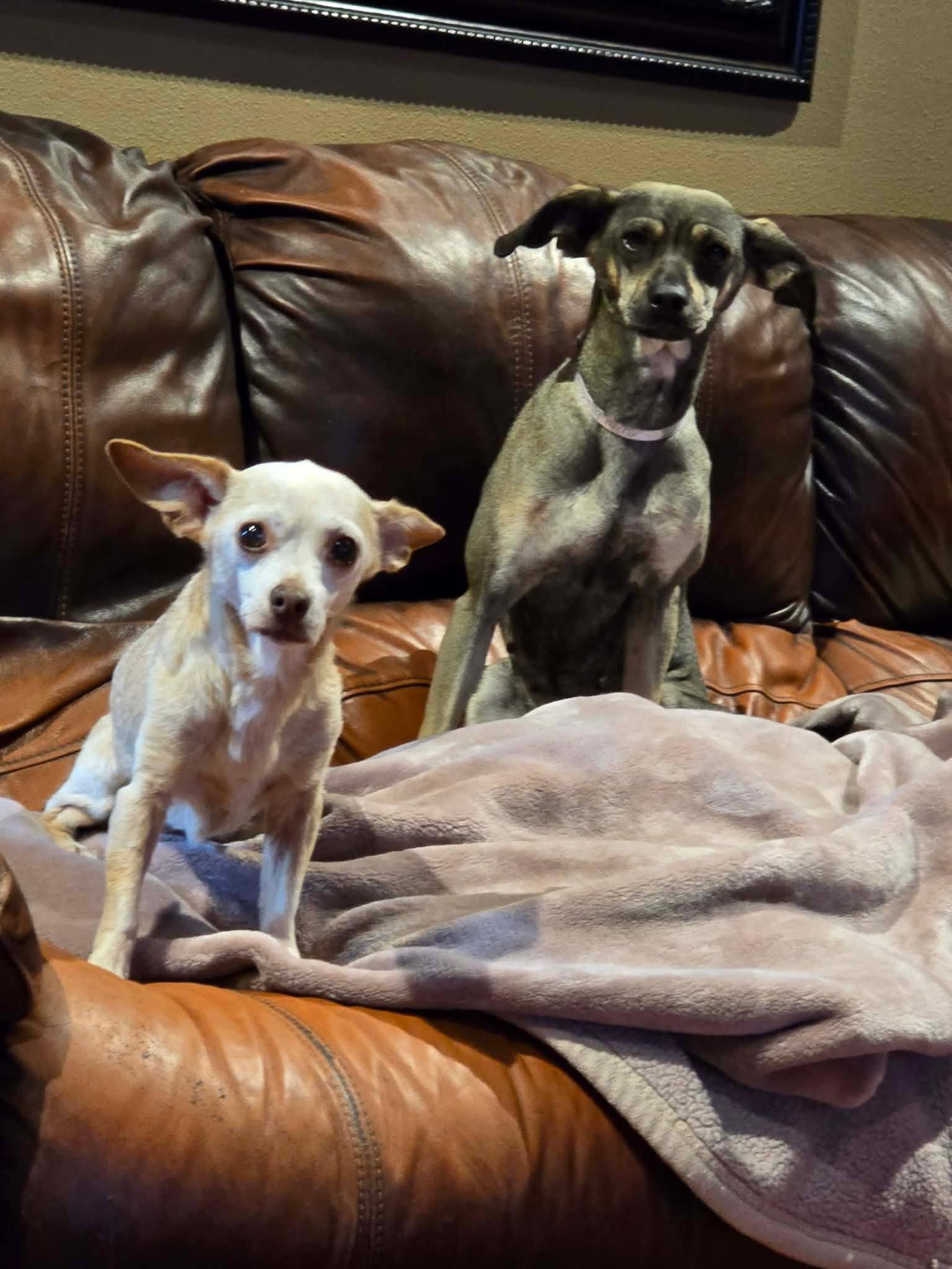 Pippa, Adoptable, Adult Female Mixed Breed.