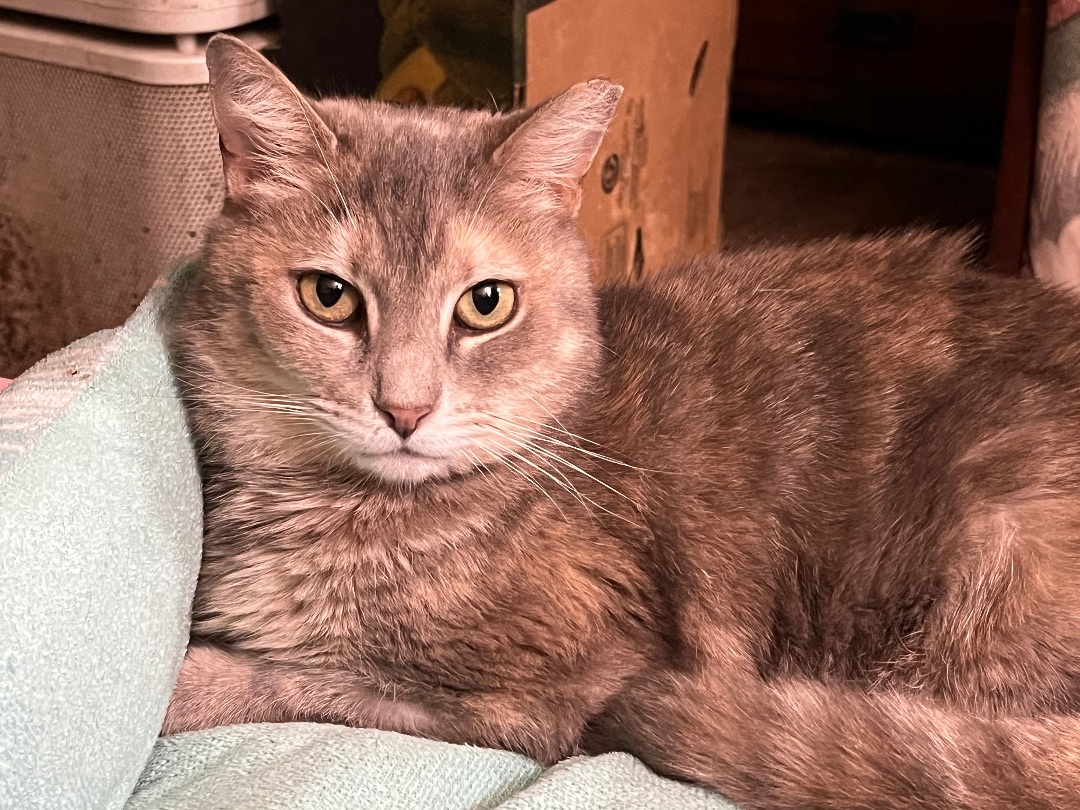 Tammy