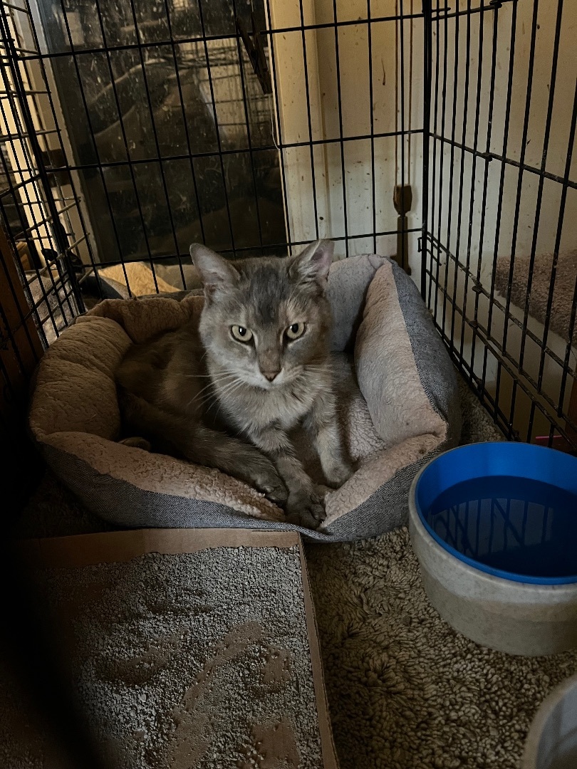 Enlarge Tammy, a Adoptable mixed breed in Mount Airy, MD image 2/2