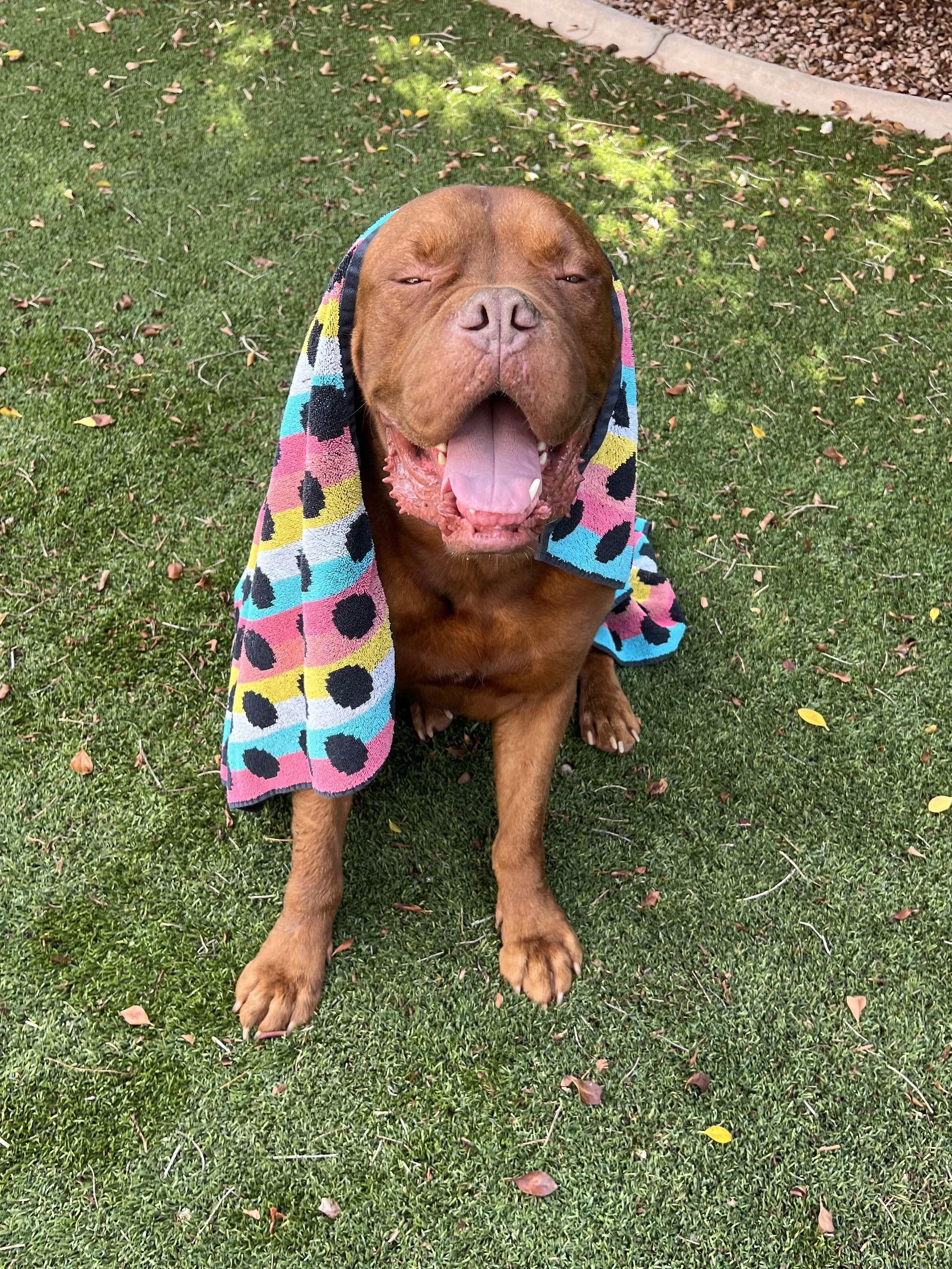 Brock  ADOPTION, Adopted, Young Male Dogue de Bordeaux.