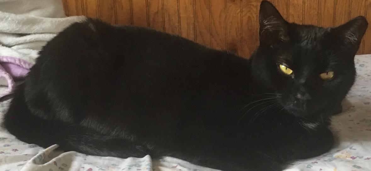 Jetty, a Adoptable Domestic Short Hair in Summit Hill, PA image 5/5