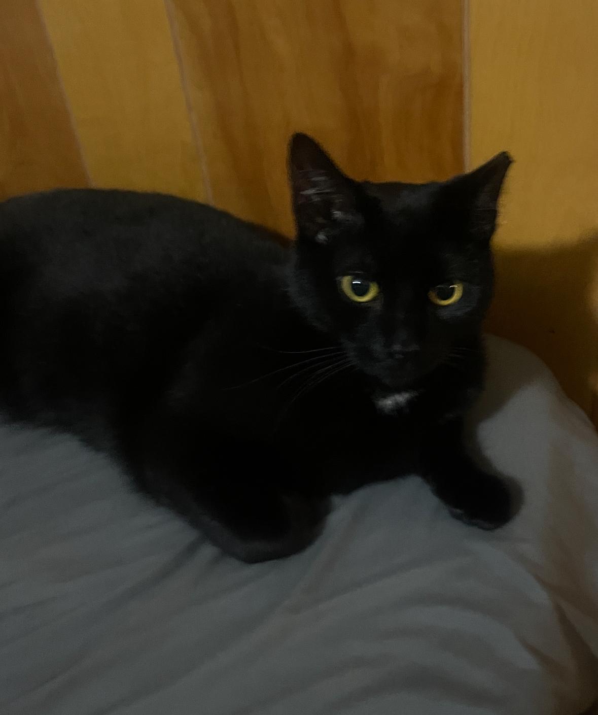 Jetty, a Adoptable Domestic Short Hair in Summit Hill, PA image 2/5