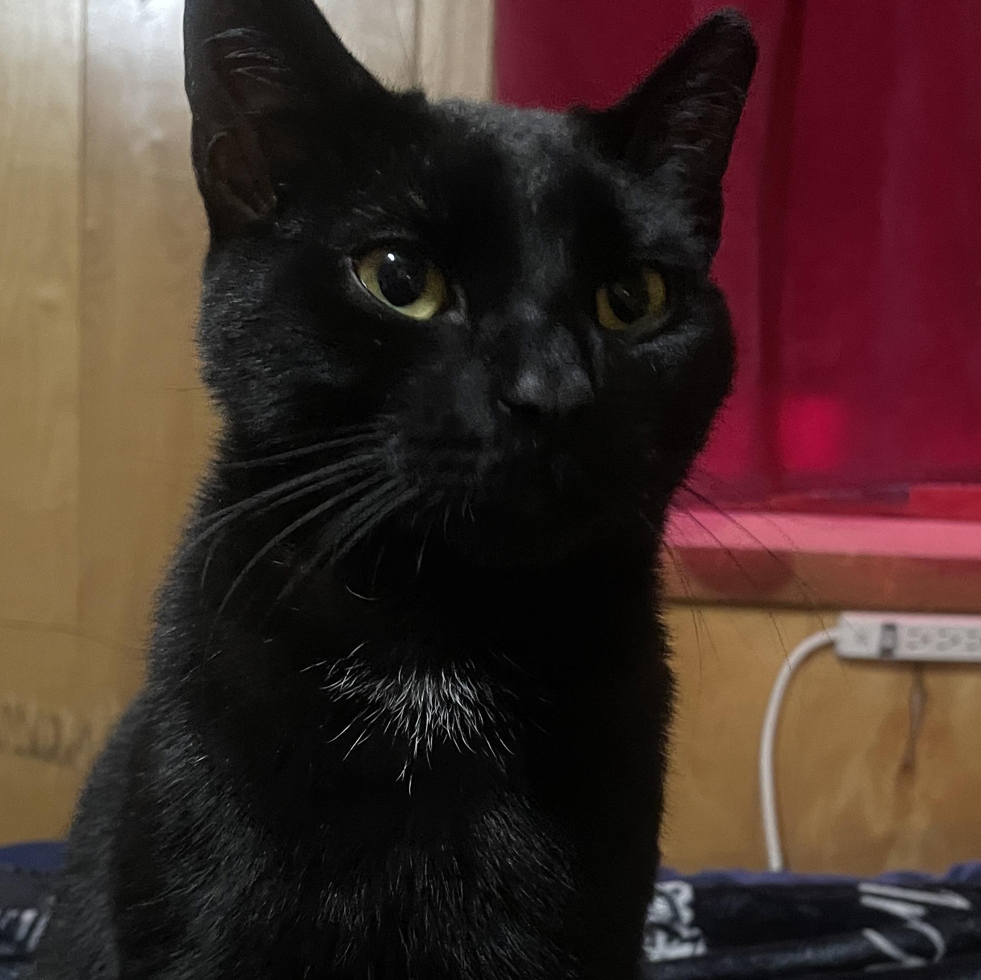 Jetty, a Adoptable Domestic Short Hair in Summit Hill, PA image 3/5