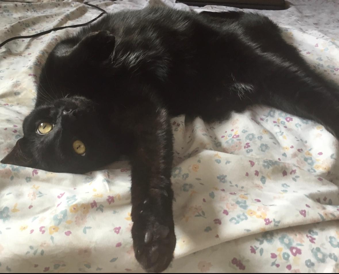 Jetty, a Adoptable Domestic Short Hair in Summit Hill, PA image 4/5