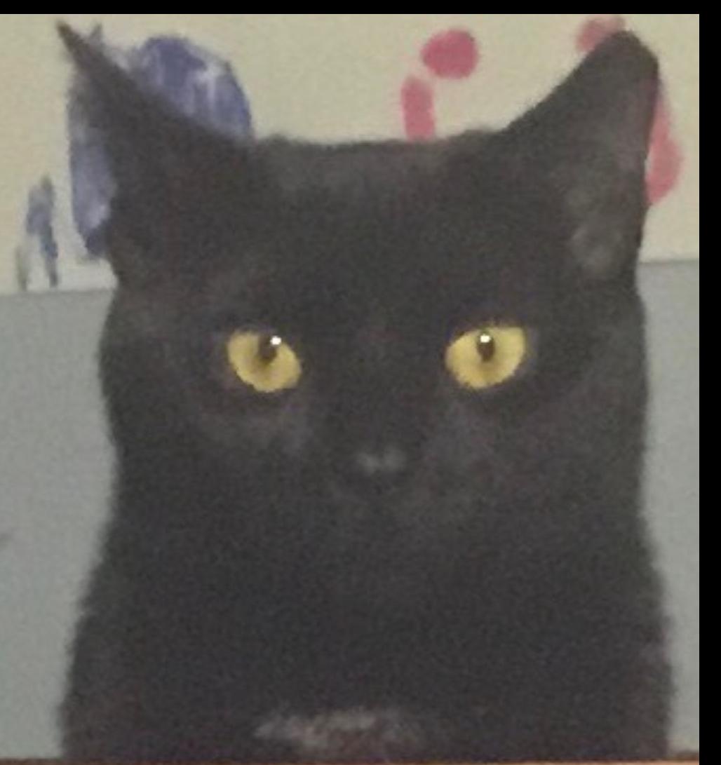 Jetty, Adoptable, Young Male Domestic Short Hair.