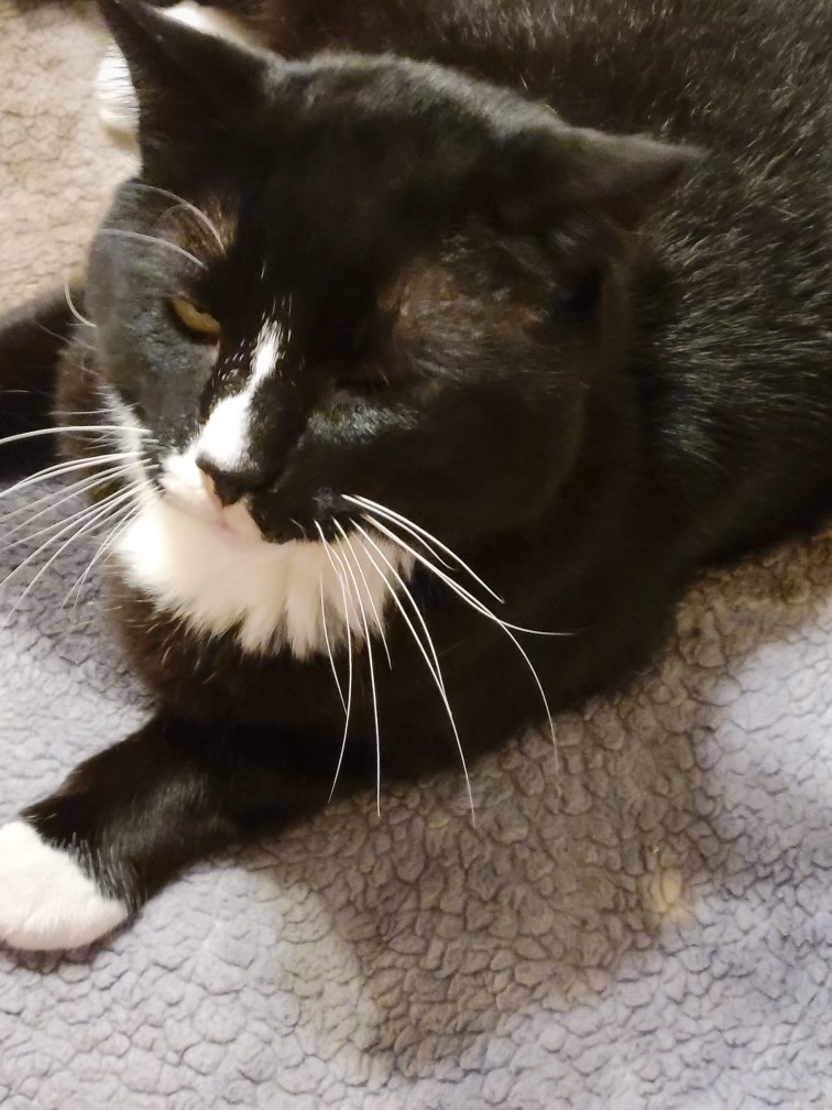 Spooky, an adoptable Tuxedo in Holly, MI, 48442 | Photo Image 2